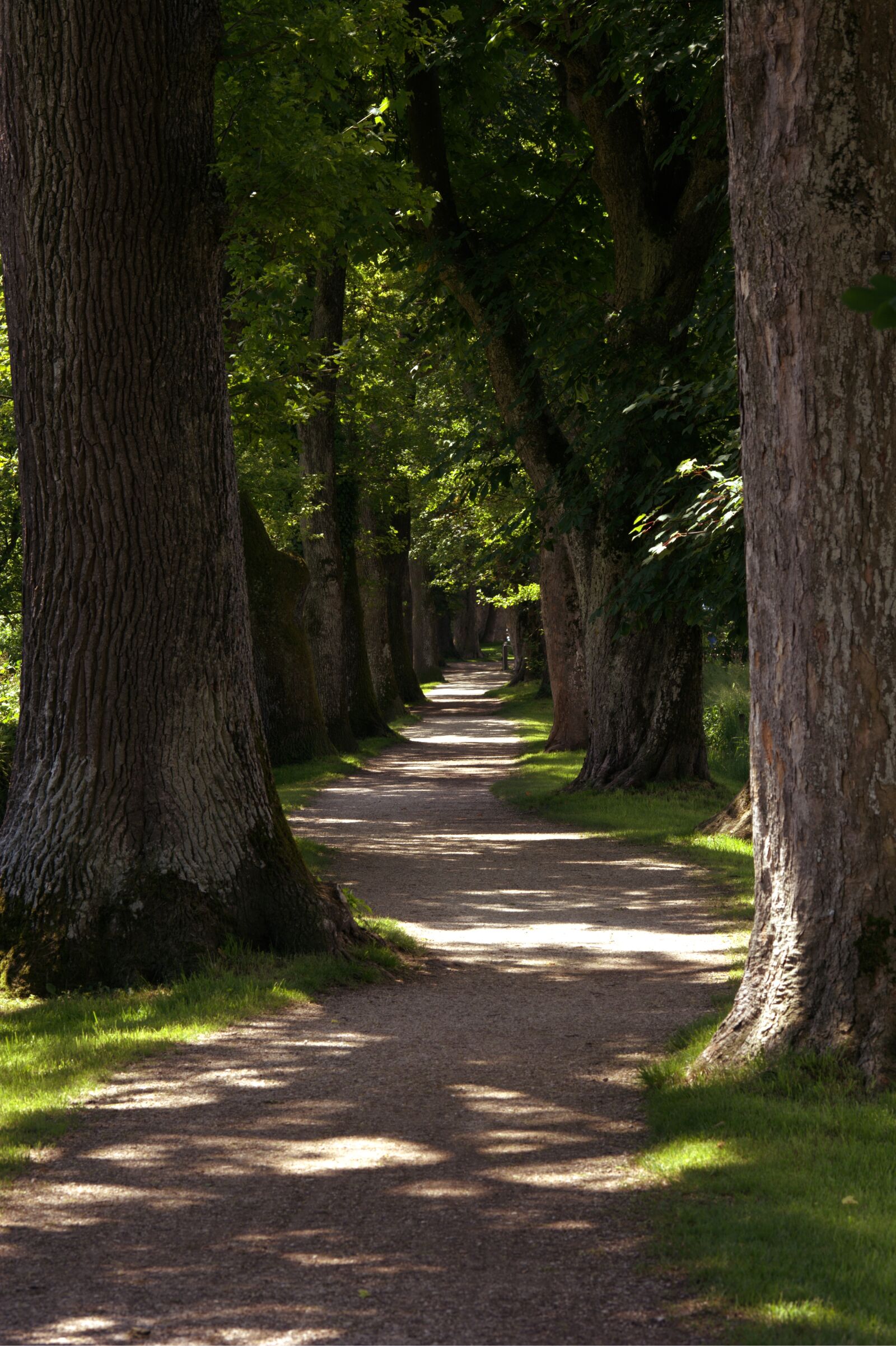 55.0-200.0mm f/4.0-f/5.6 sample photo. Away, tree lined avenue photography