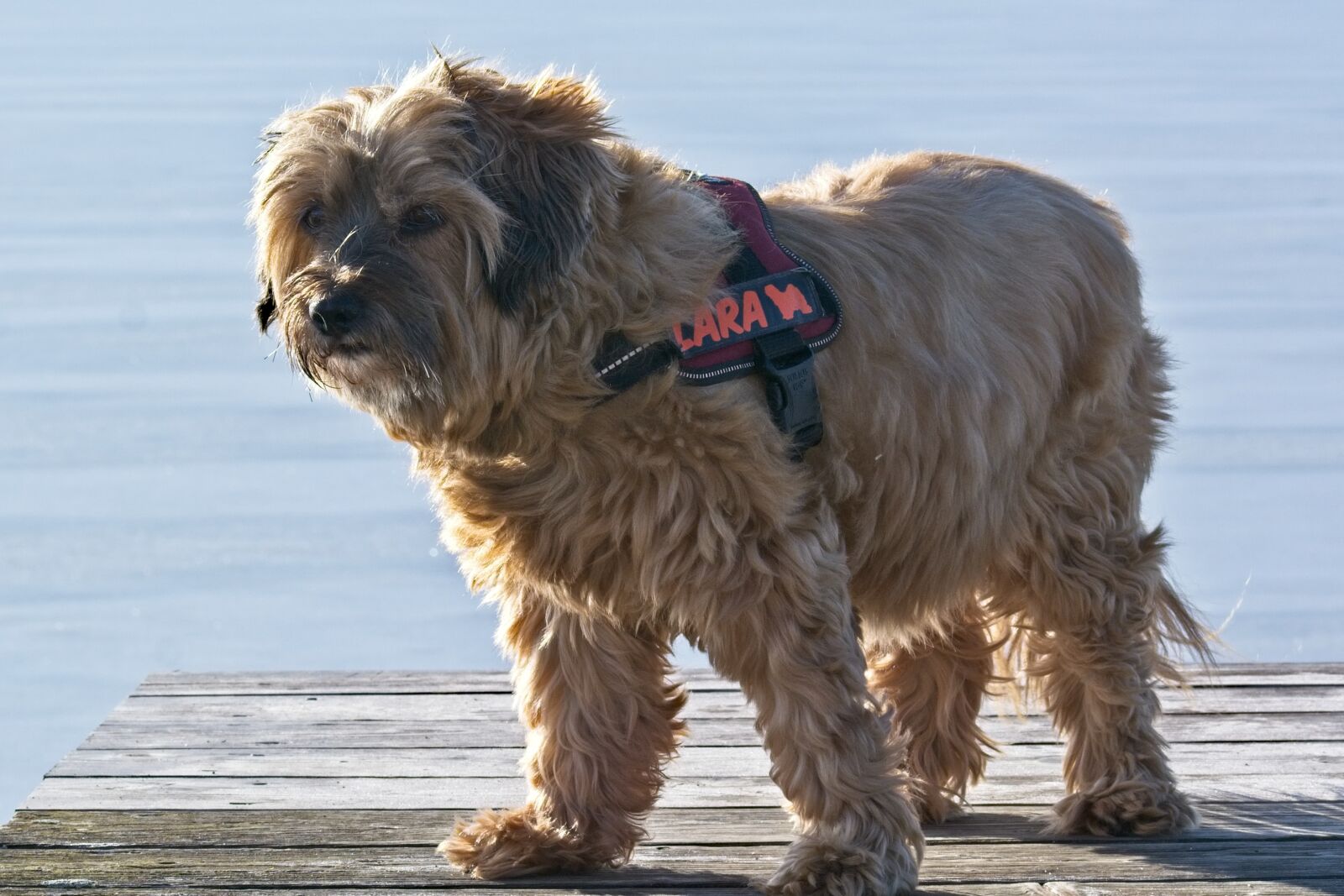Nikon D7100 sample photo. Tibetan terrier, dog breed photography