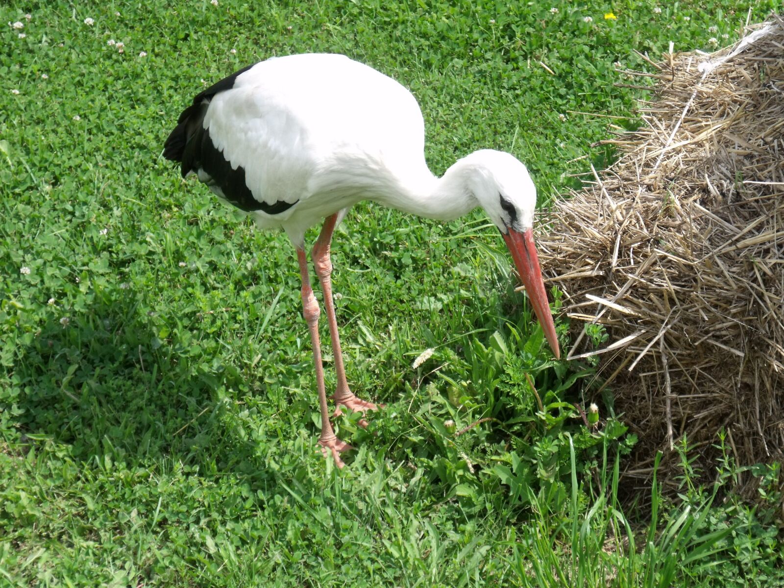 Fujifilm FinePix S1500 sample photo. Stork, animal, poroszlo photography