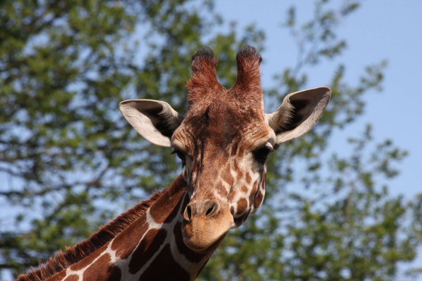 Canon EOS 40D sample photo. Giraffe, giraffe head, wildlife photography