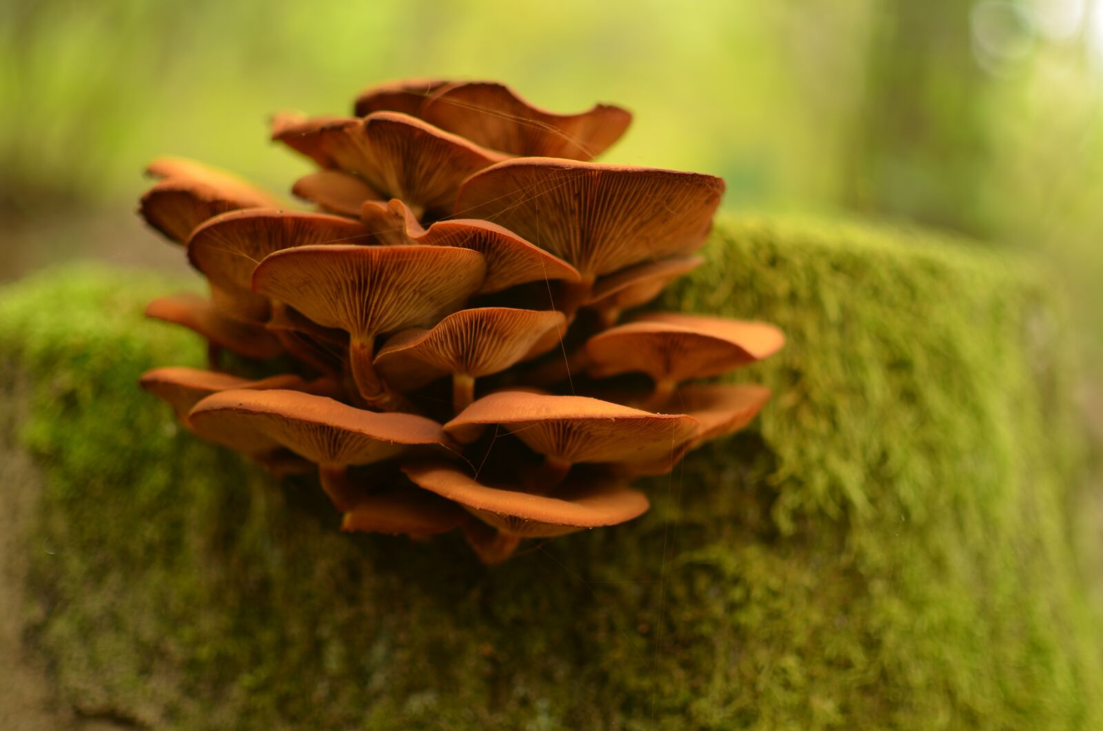Nikon D5100 sample photo. Forest, mushrooms, nature photography