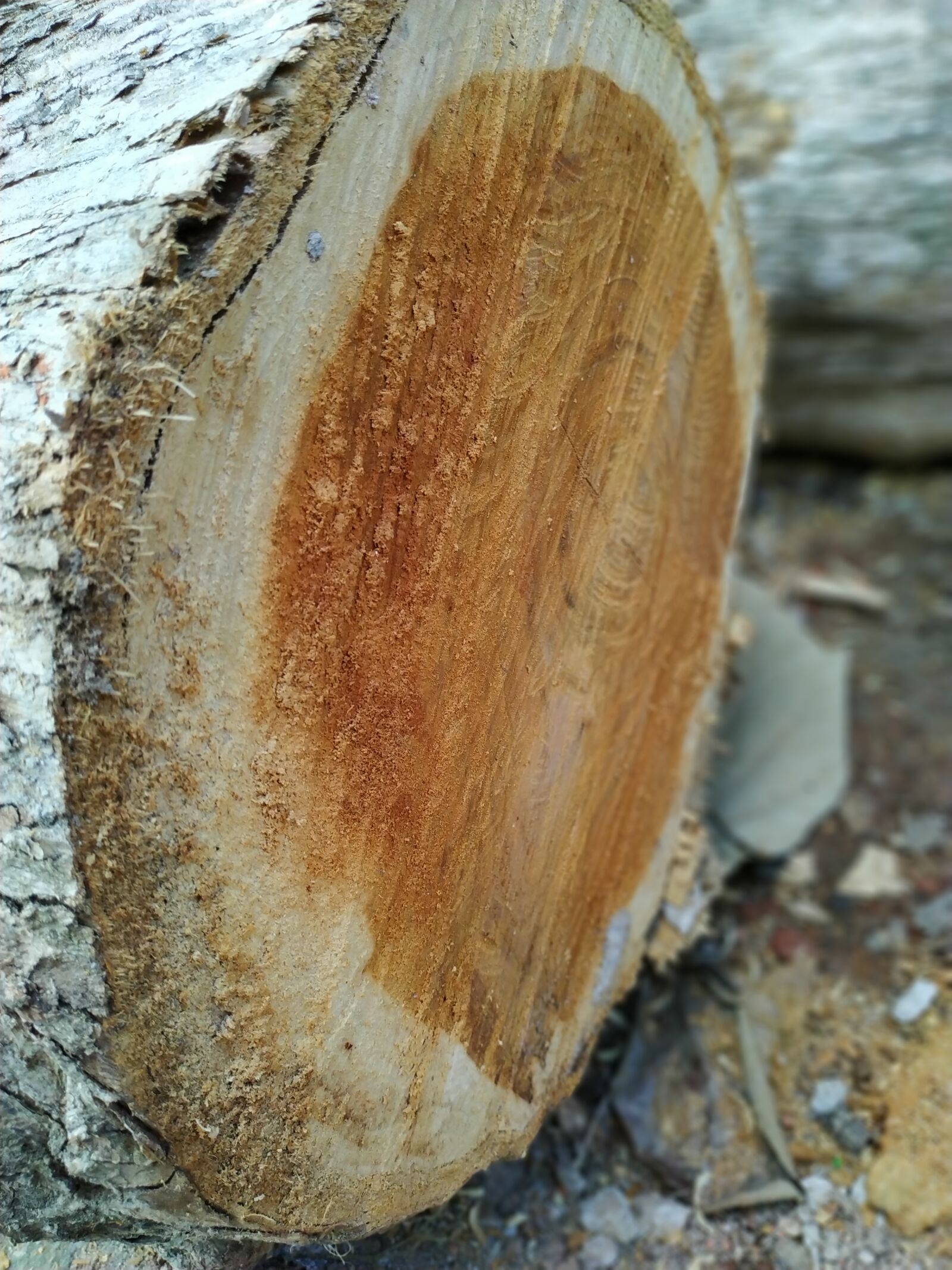 Xiaomi Redmi Note 6 Pro sample photo. Wood, log, tree photography