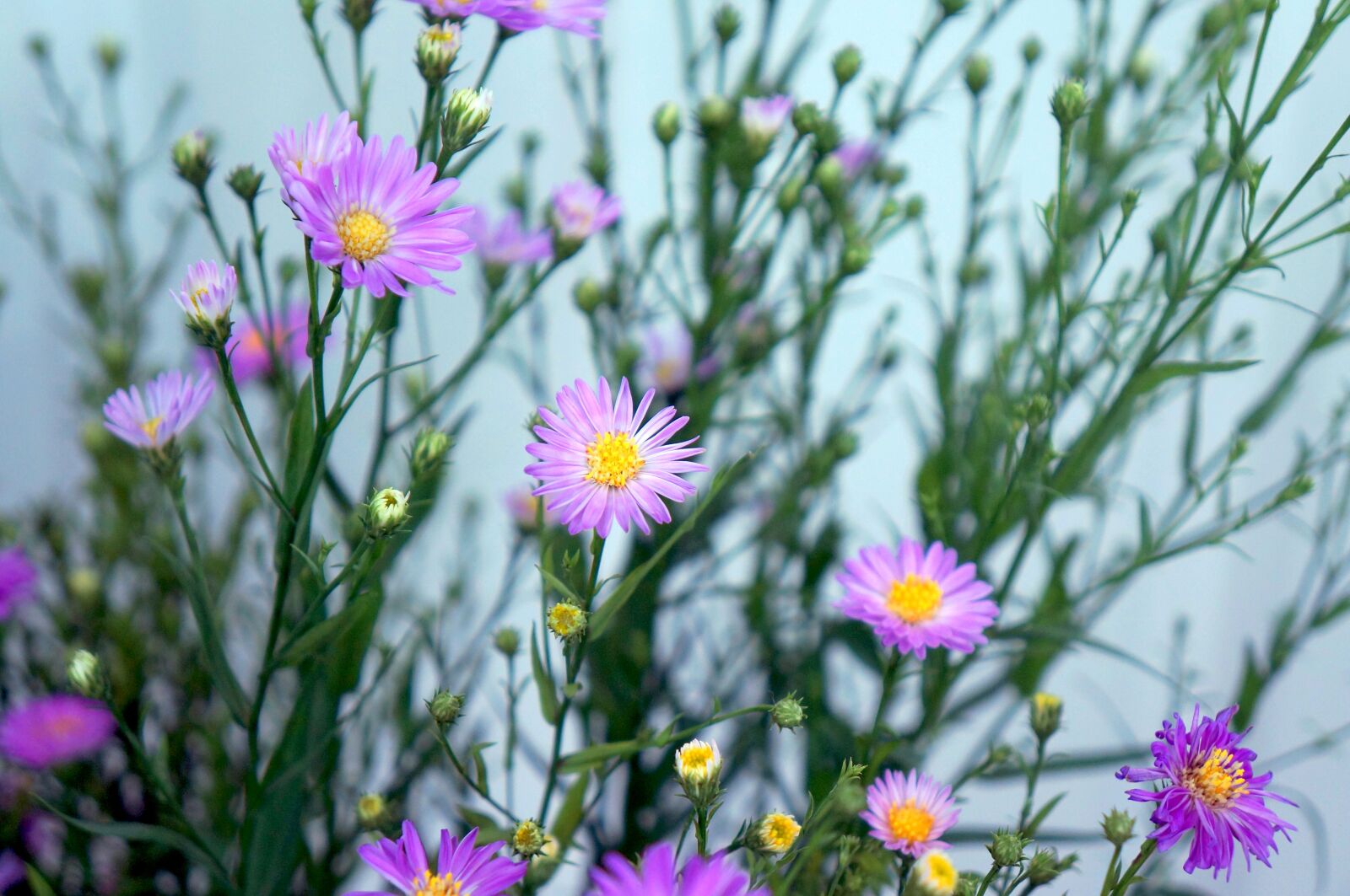 Sony Alpha NEX-F3 + Sony E 18-55mm F3.5-5.6 OSS sample photo. Heather, purple flowers, wildflowers photography