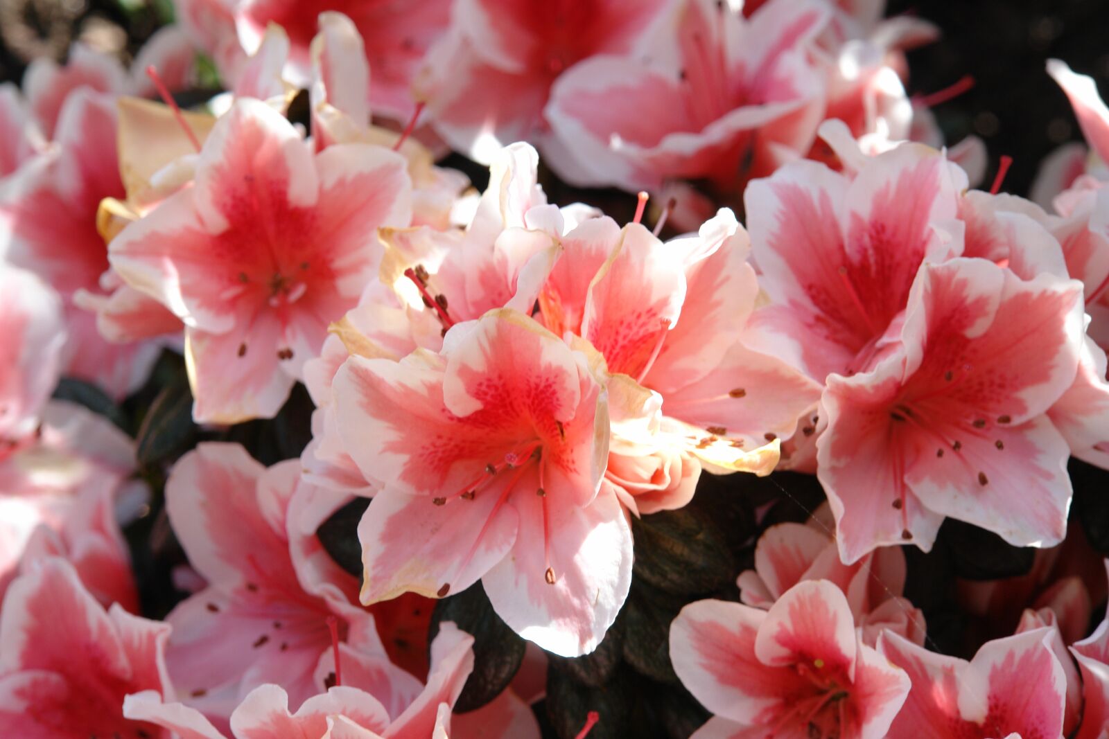 Sony DSC-R1 sample photo. Azalea, flowers, plant photography