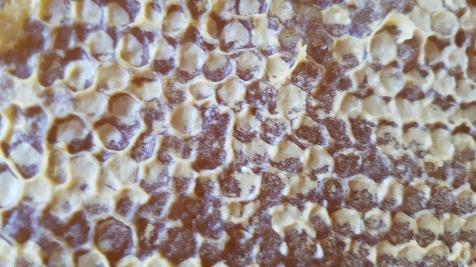Samsung Galaxy S7 Edge sample photo. Closeup, honey, honey, bees photography