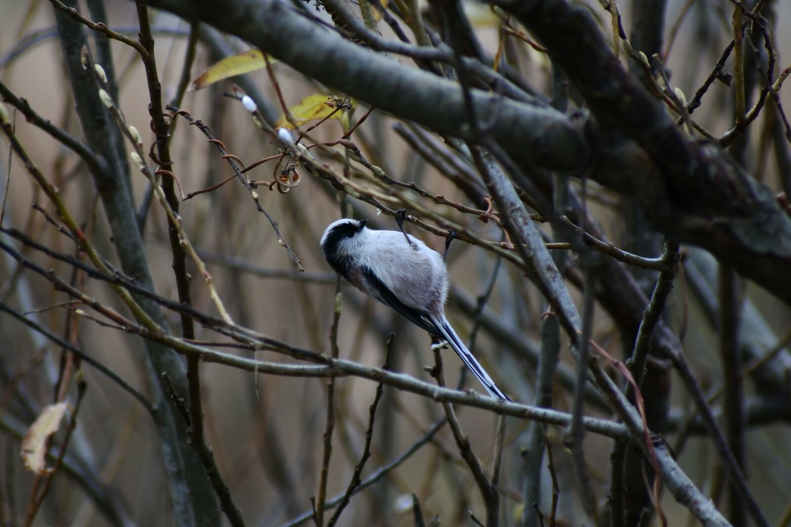 VR 70-300mm f/4.5-6.3G sample photo. Animal, forest, wood photography