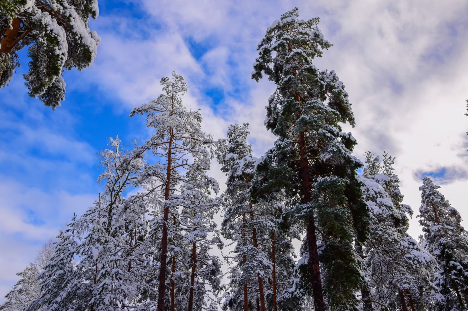 Nikon D3300 sample photo. Sky, winter, nature photography