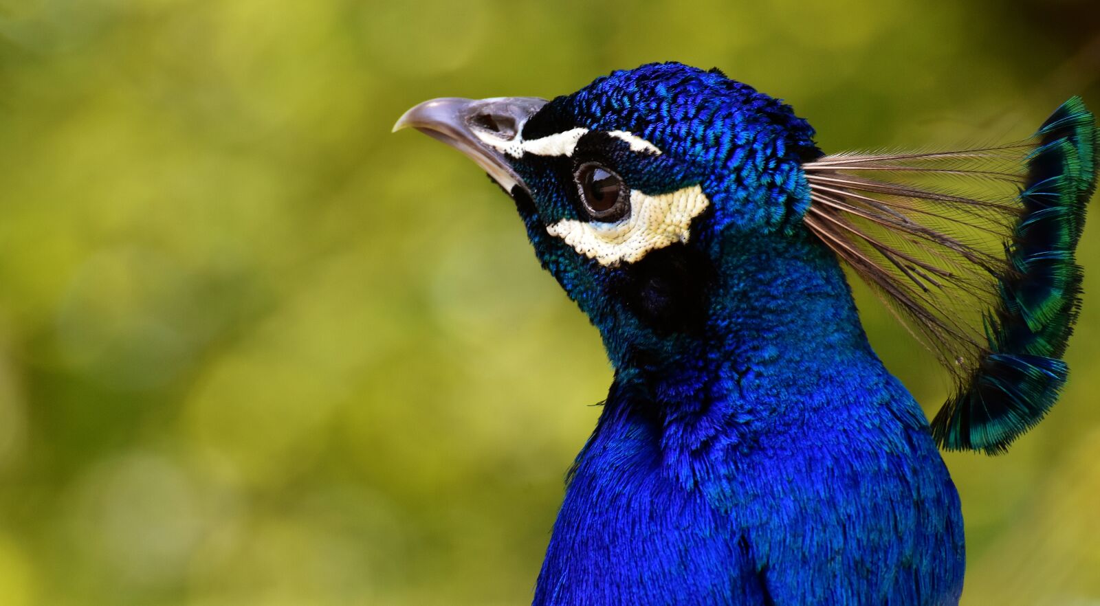 Nikon D7200 sample photo. Peacock, bird, poultry photography