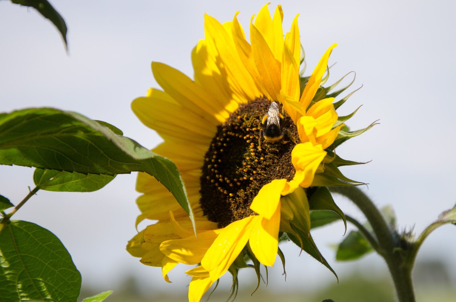 Nikon D5100 sample photo. Sunflower, nature, flower photography