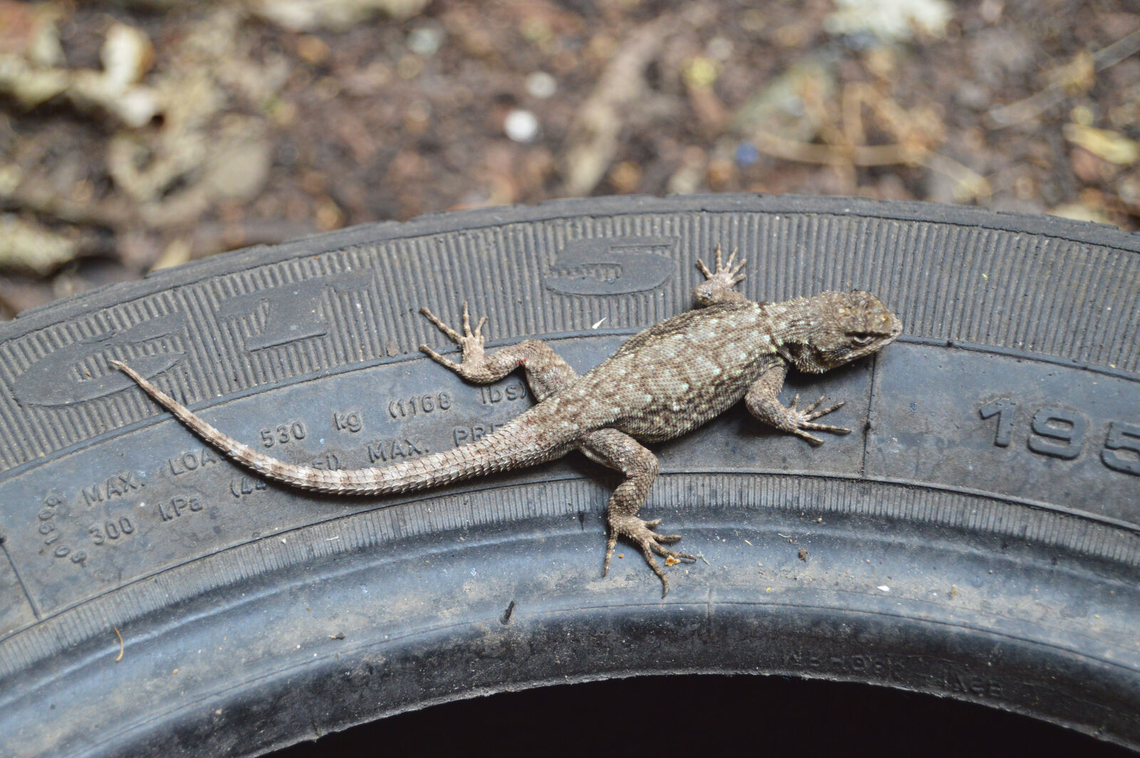 Nikon D3200 sample photo. Animal, closeup, crawl, creature photography