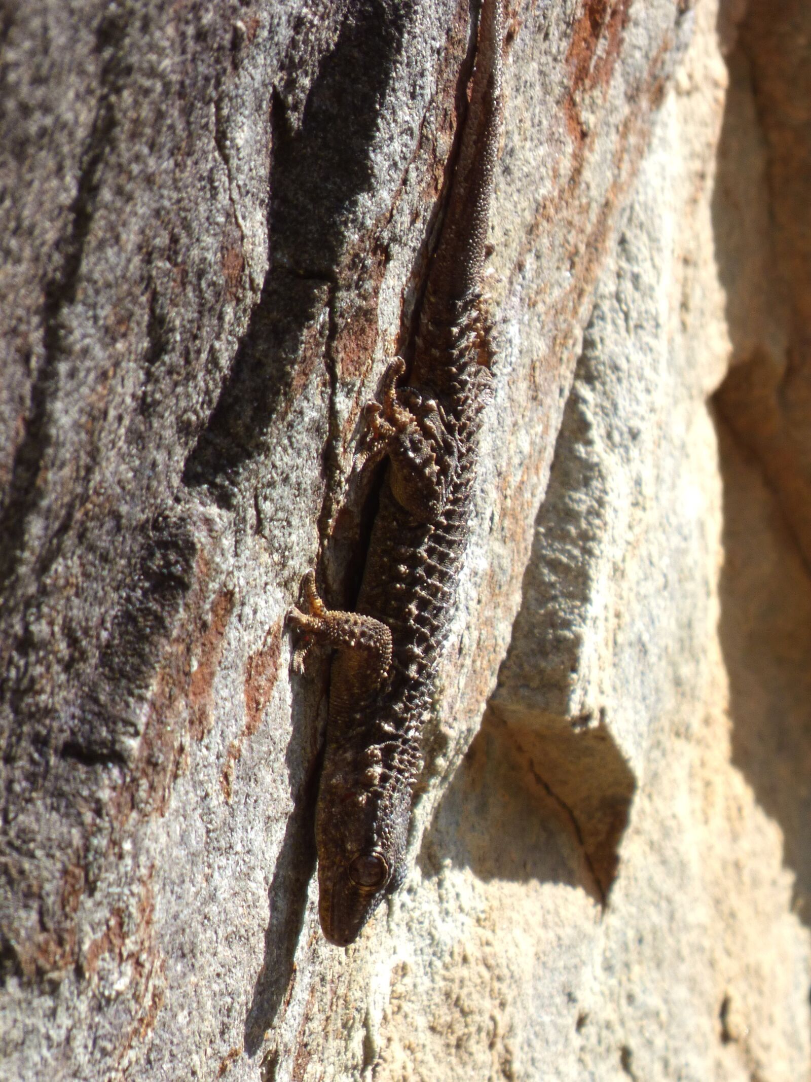 Panasonic Lumix DMC-FZ70 sample photo. Gecko, dragon, rock photography