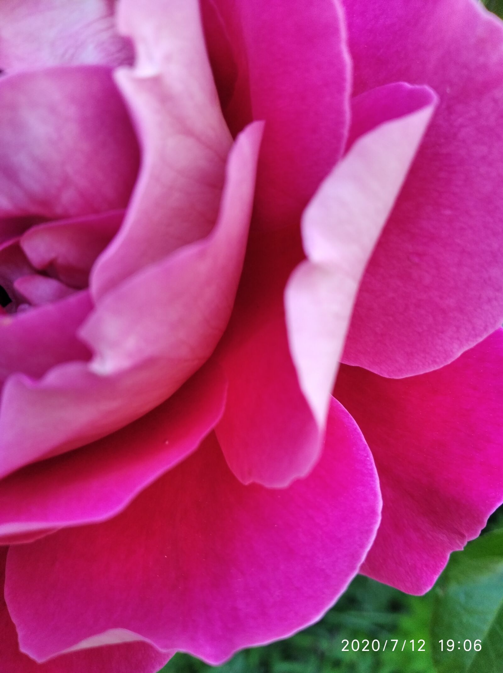 Xiaomi Redmi 7A sample photo. Fragrant rose, rose petals photography
