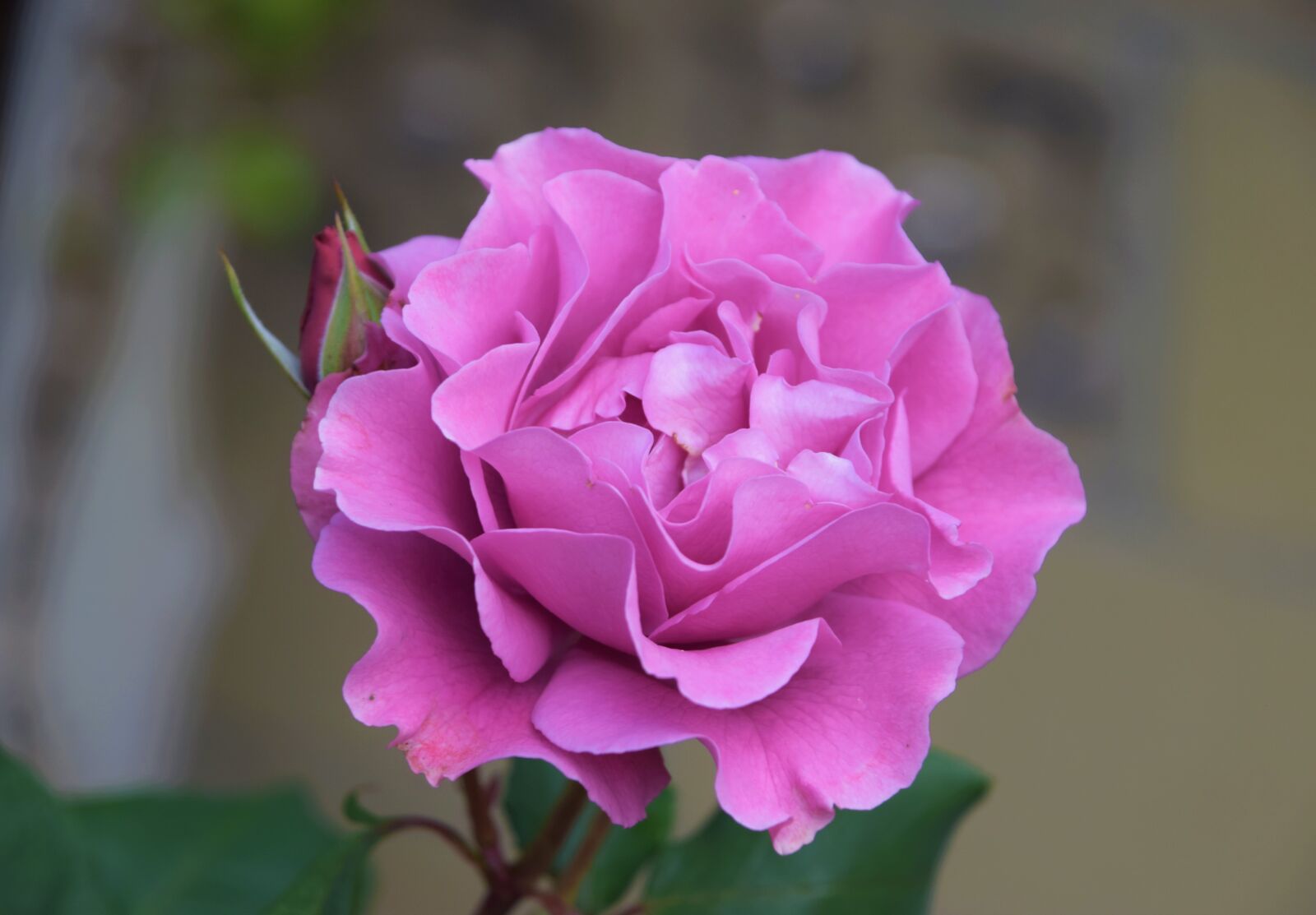 Nikon D3300 sample photo. Roses, disney rose, pink photography