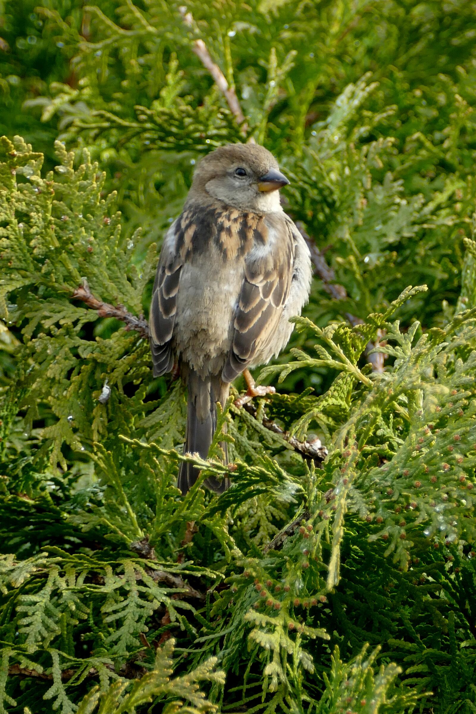 Panasonic Lumix DMC-FZ1000 sample photo. Bird, mus, homester photography