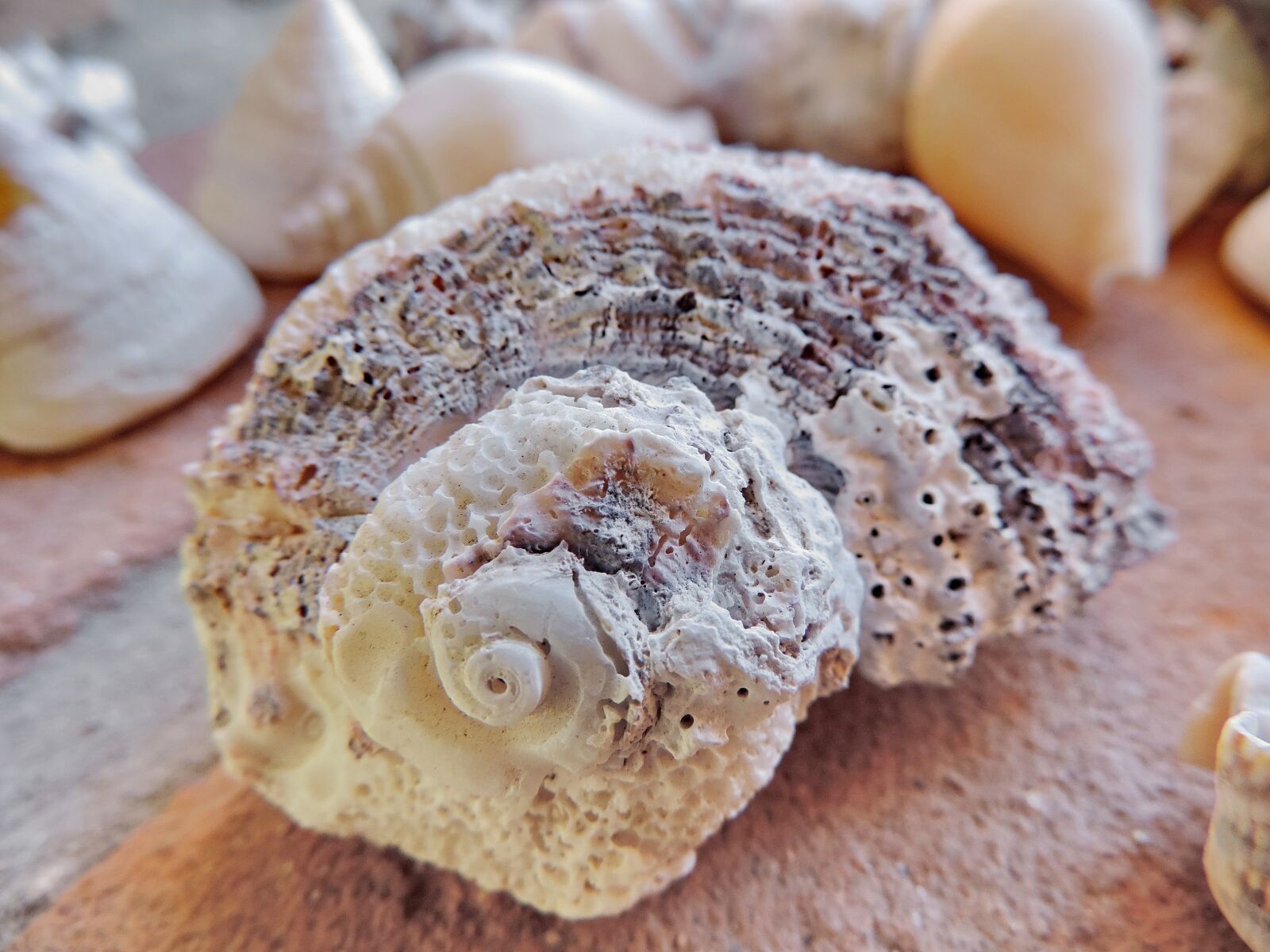 Nikon Coolpix P520 sample photo. Colorful, detail, object, shell photography