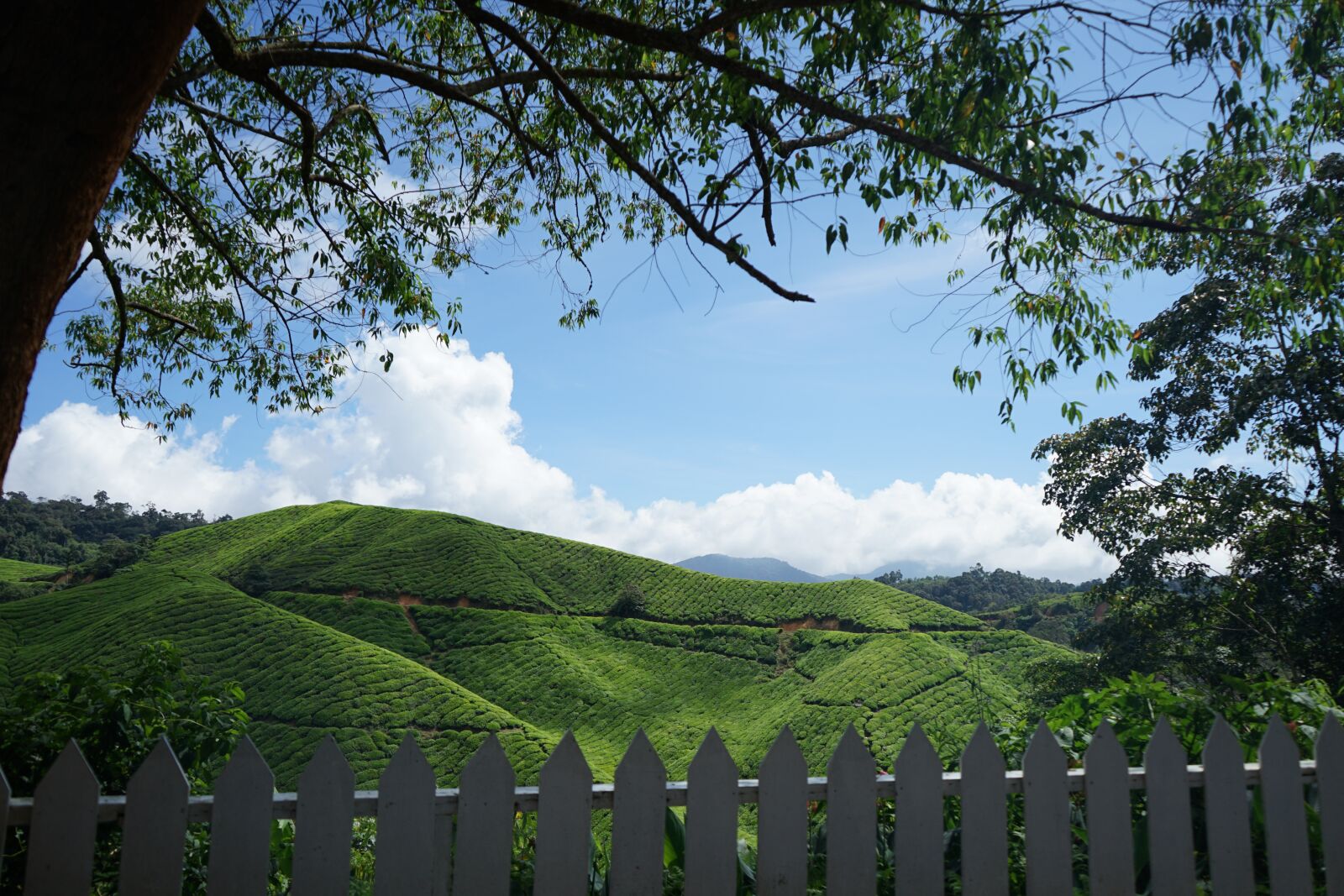Sony a7 II + Sony FE 28-70mm F3.5-5.6 OSS sample photo. Tea, cameron highland, malaysia photography