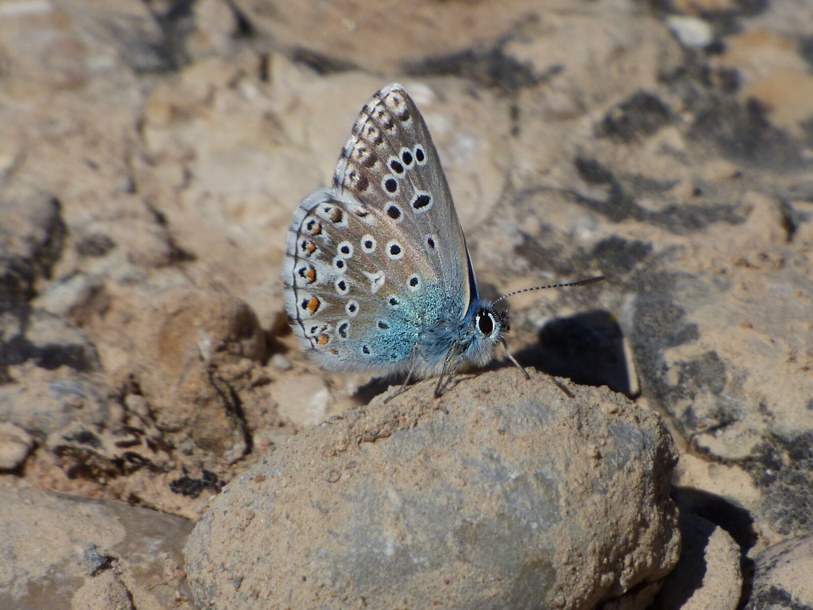 Panasonic Lumix DMC-FZ70 sample photo. Butterfly, blue butterfly, pseudophilotes photography