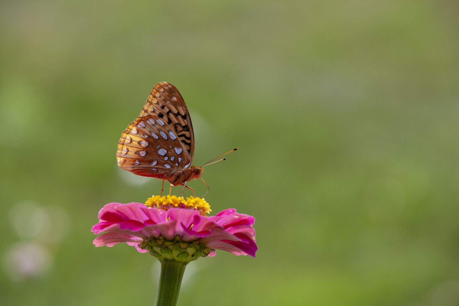 Canon EOS 5D Mark II sample photo. Great spangled fritillary, flower photography