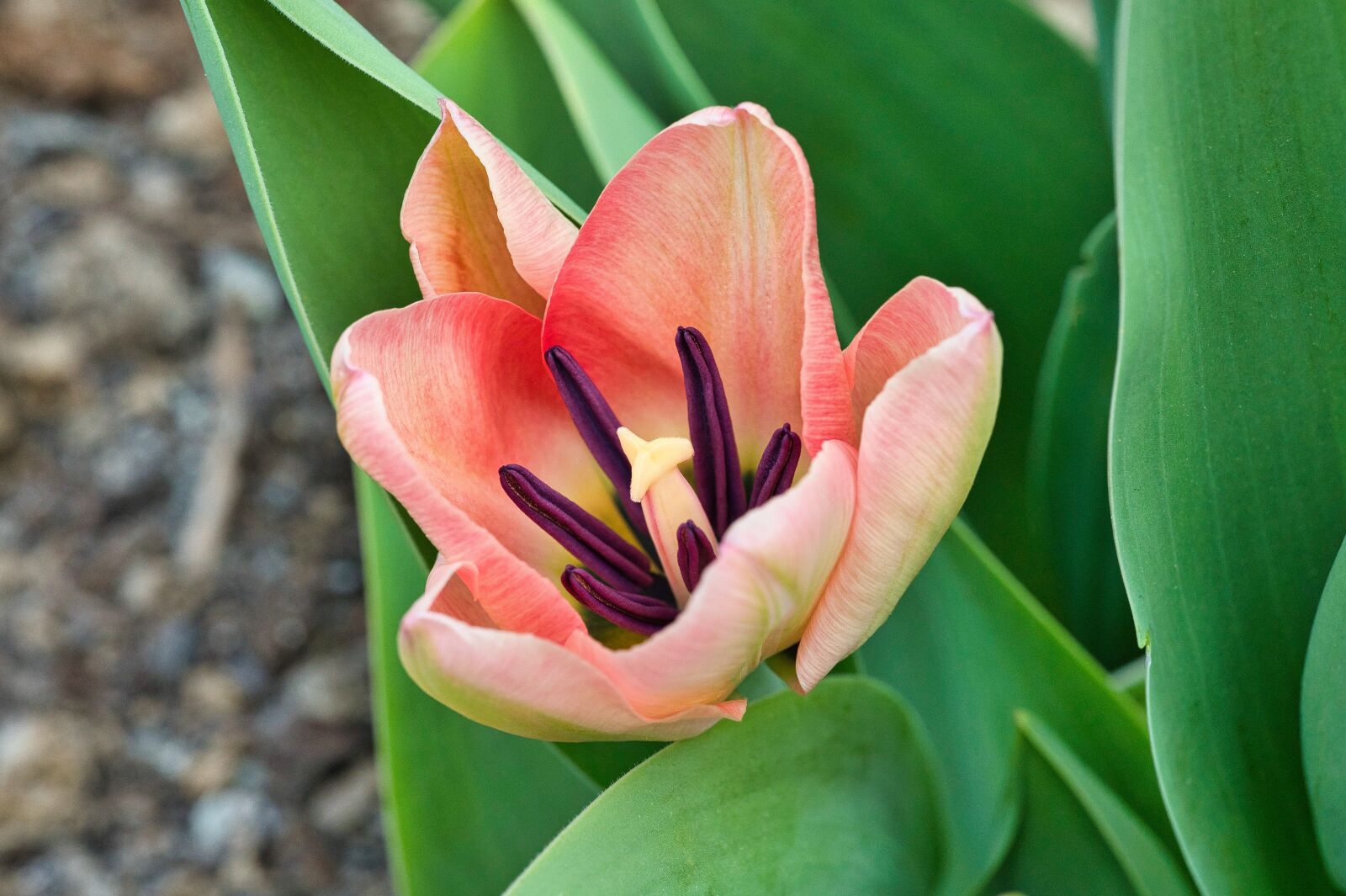 Nikon Nikkor Z 85mm F1.8 S sample photo. Flower, tulip, spring photography