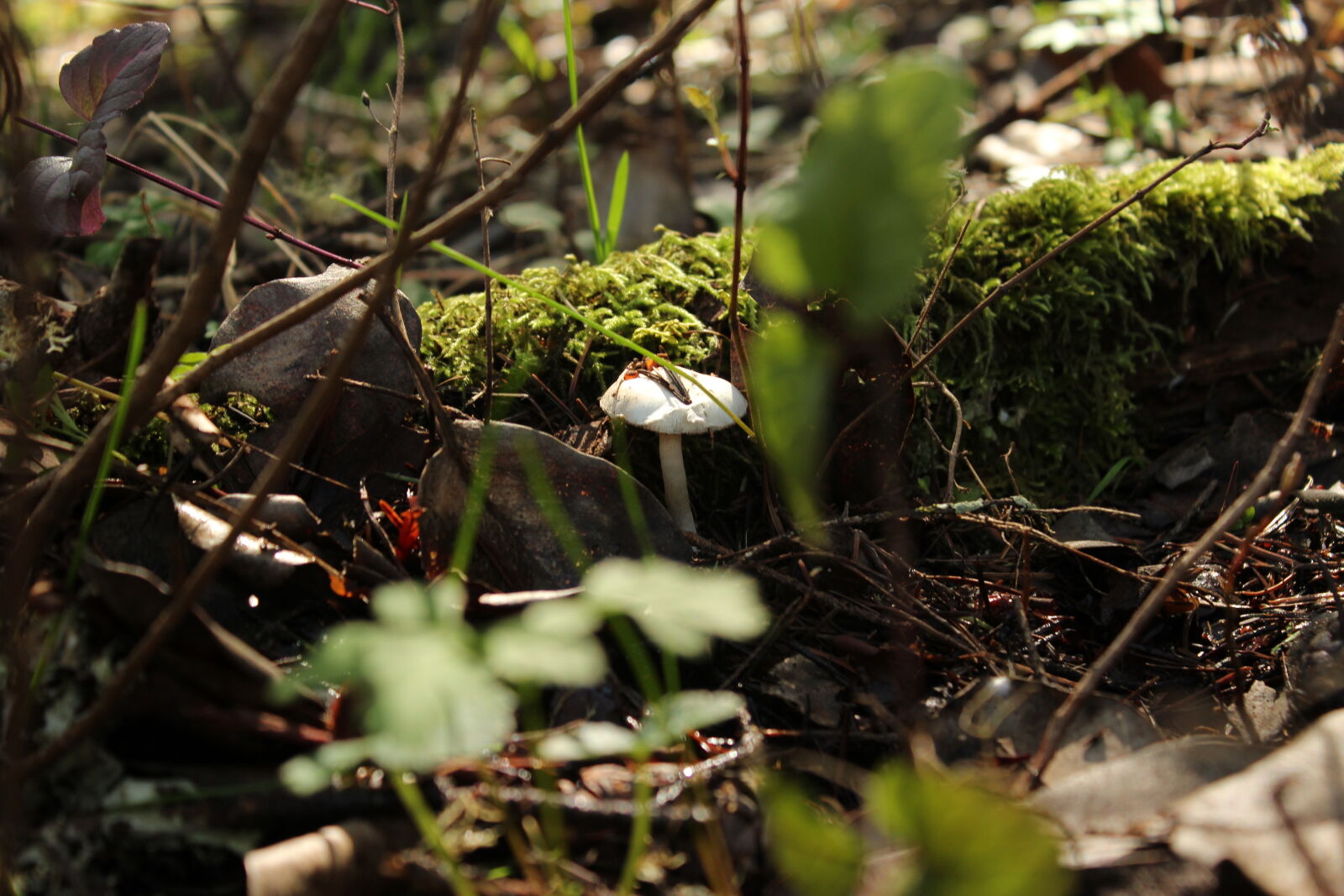Canon EOS 1200D (EOS Rebel T5 / EOS Kiss X70 / EOS Hi) sample photo. Mushroom photography