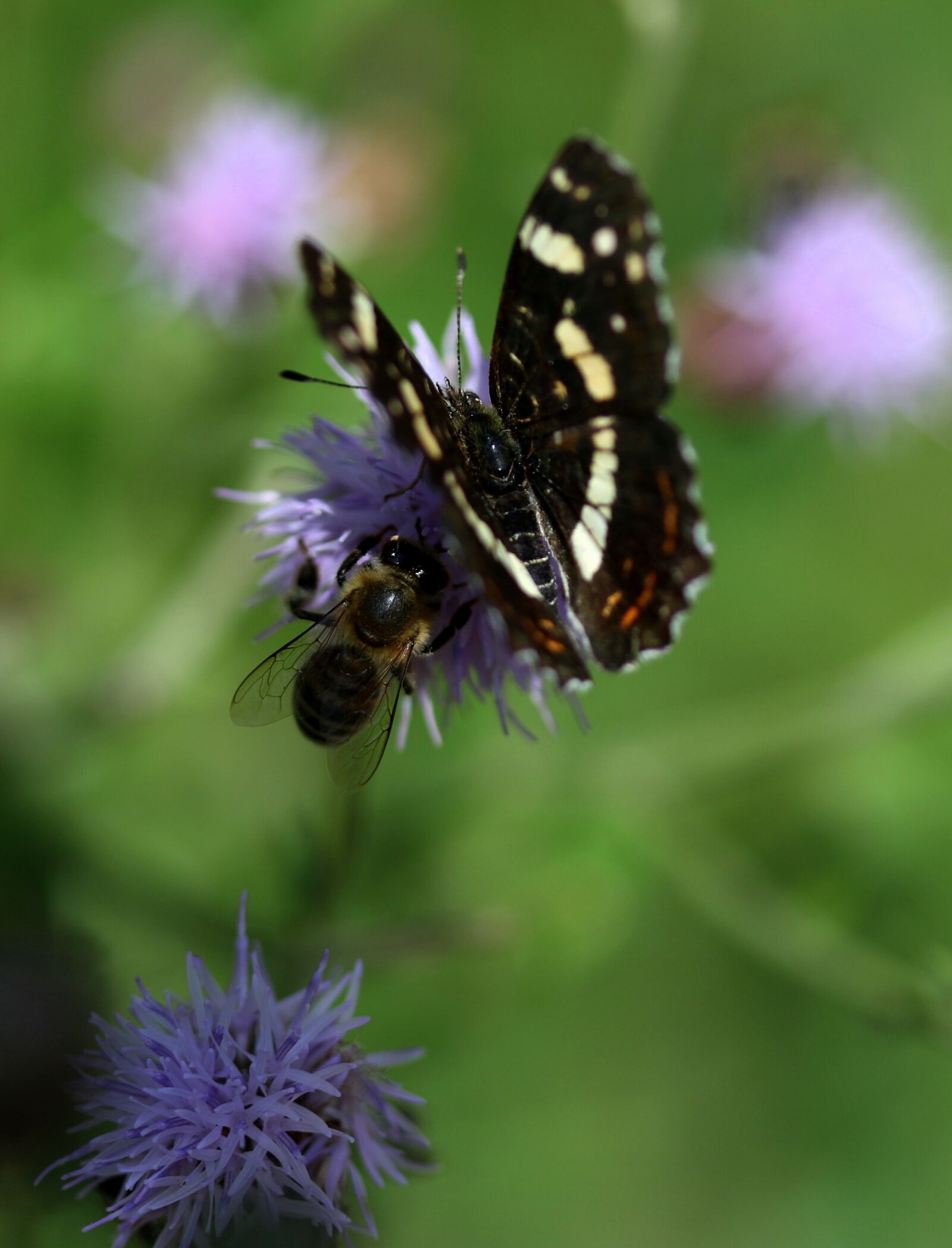 Canon EF-S 60mm F2.8 Macro USM sample photo. Butterfly, black, flower photography