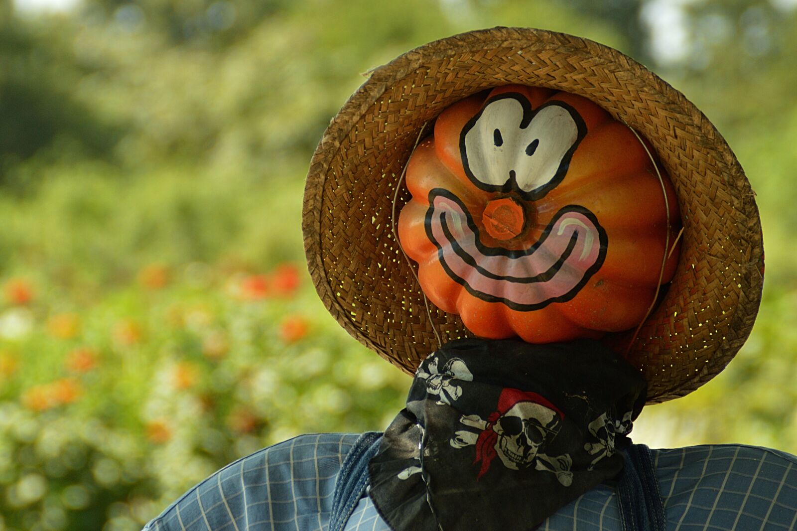 Nikon D3200 sample photo. Pumpkin, frightens off birds photography