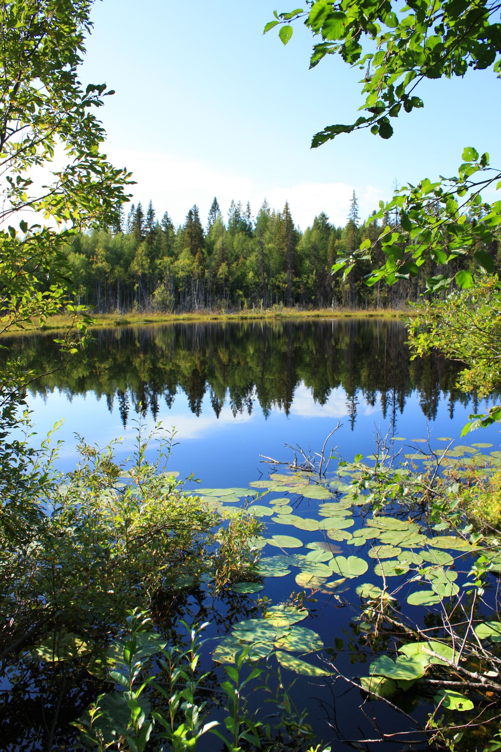 Canon EOS 450D (EOS Rebel XSi / EOS Kiss X2) sample photo. Russia, karelia, forest photography