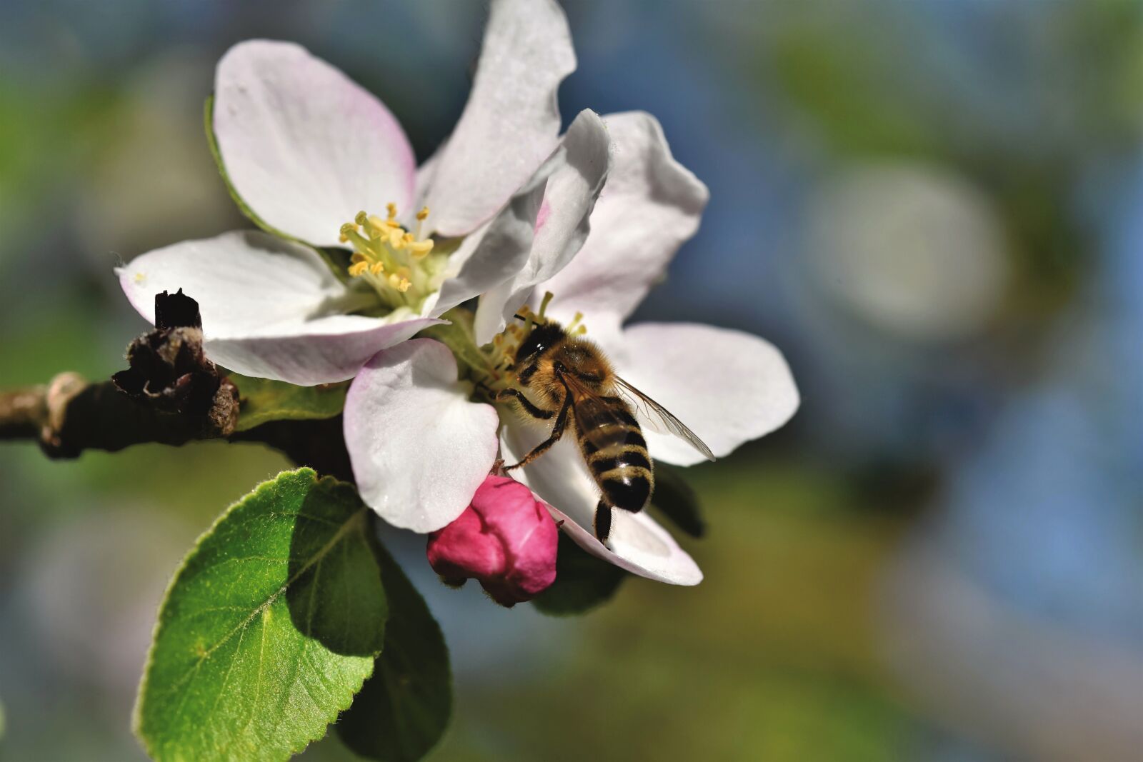 Nikon D7200 sample photo. Bee, honey bee, insect photography