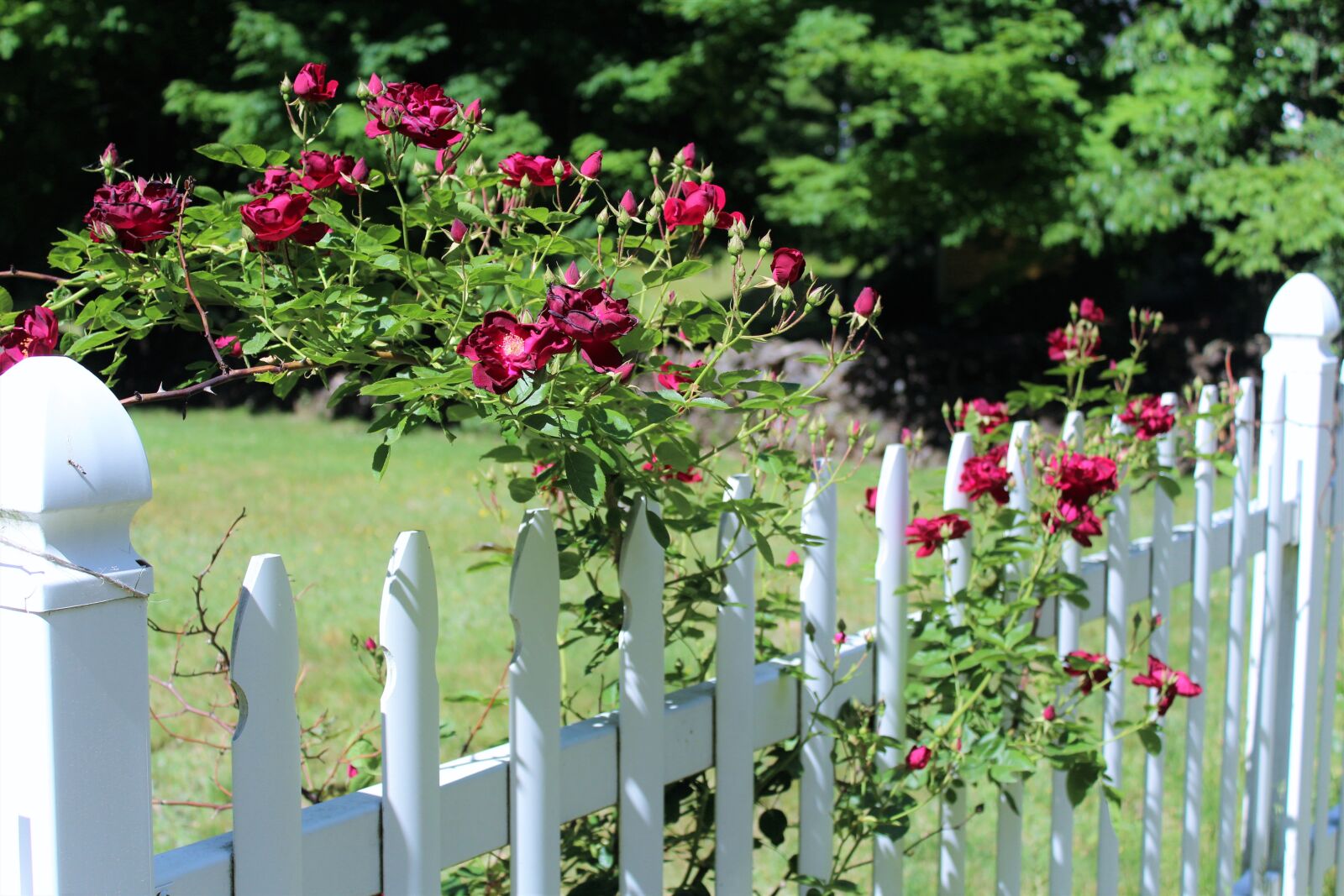 Canon EOS 1200D (EOS Rebel T5 / EOS Kiss X70 / EOS Hi) sample photo. Red, roses, scent, of photography