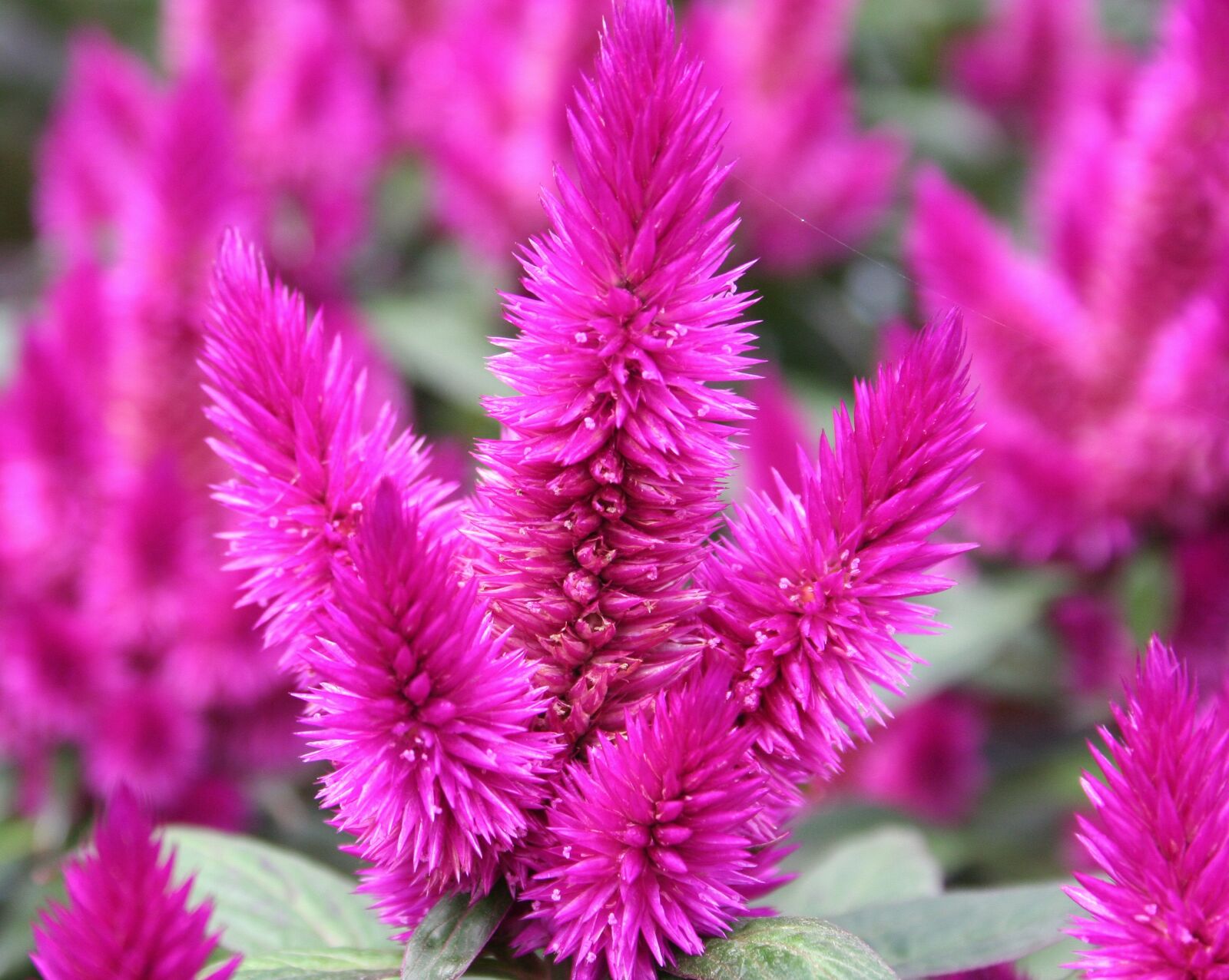 Canon EOS 350D (EOS Digital Rebel XT / EOS Kiss Digital N) sample photo. Flower, pink, conicle photography