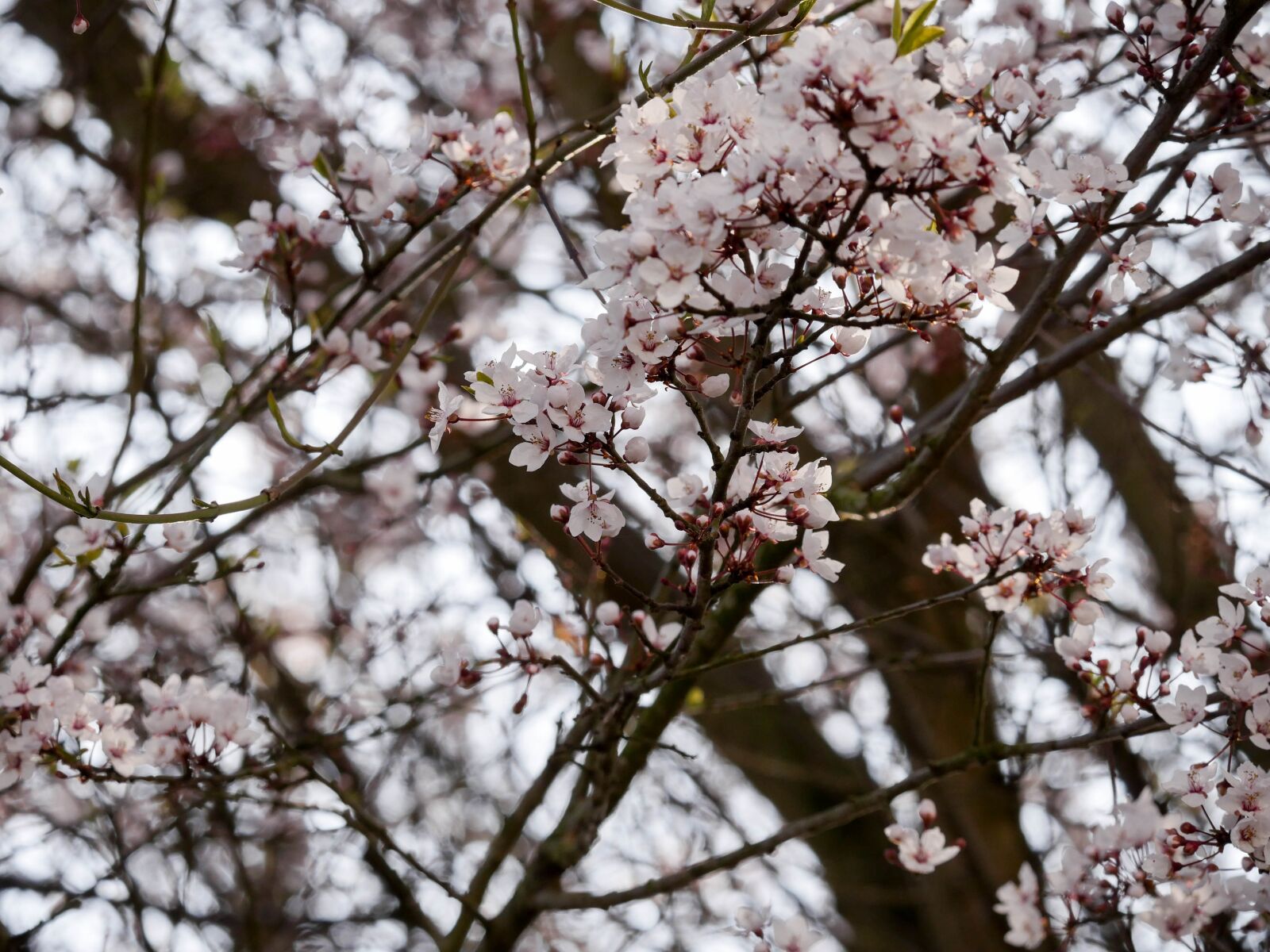 Panasonic Lumix DMC-GX8 + LEICA DG 100-400/F4.0-6.3 sample photo. Spring, blossom, bloom photography