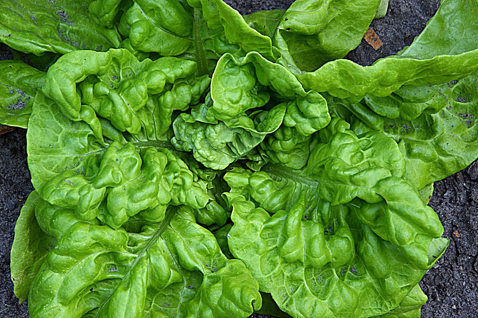 Nikon D3200 sample photo. Vegetables, salad, lettuce leaves photography