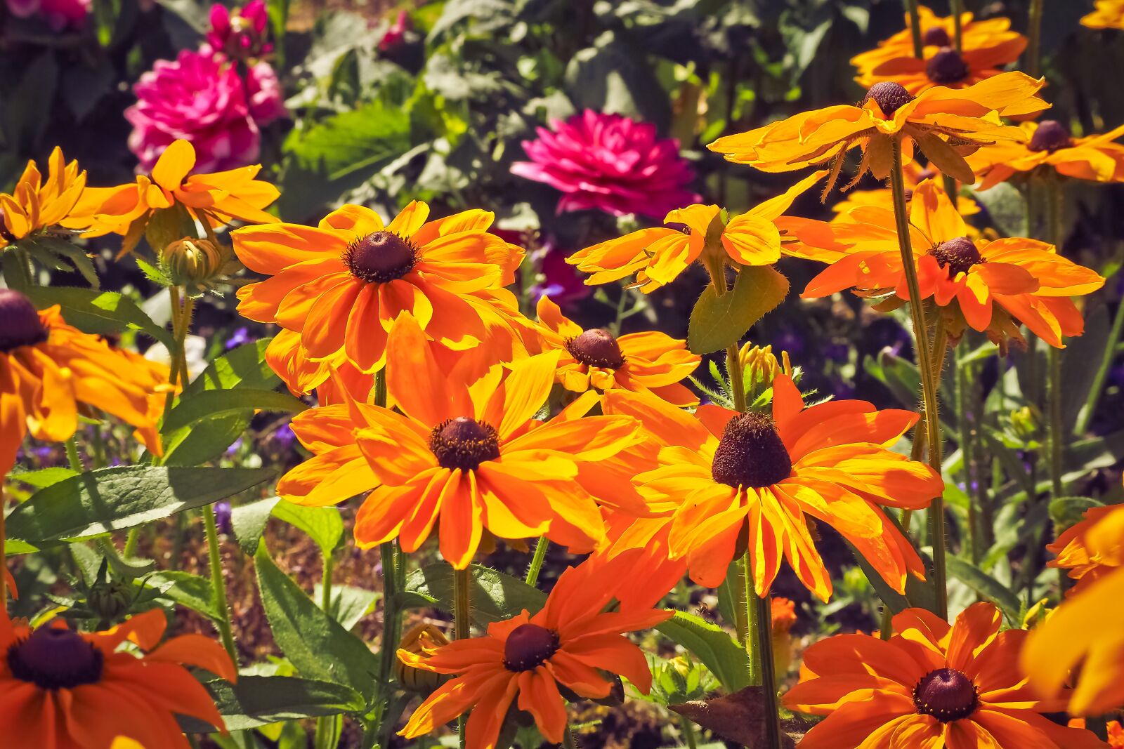 Olympus OM-D E-M10 sample photo. Flower meadow, flowers, nature photography