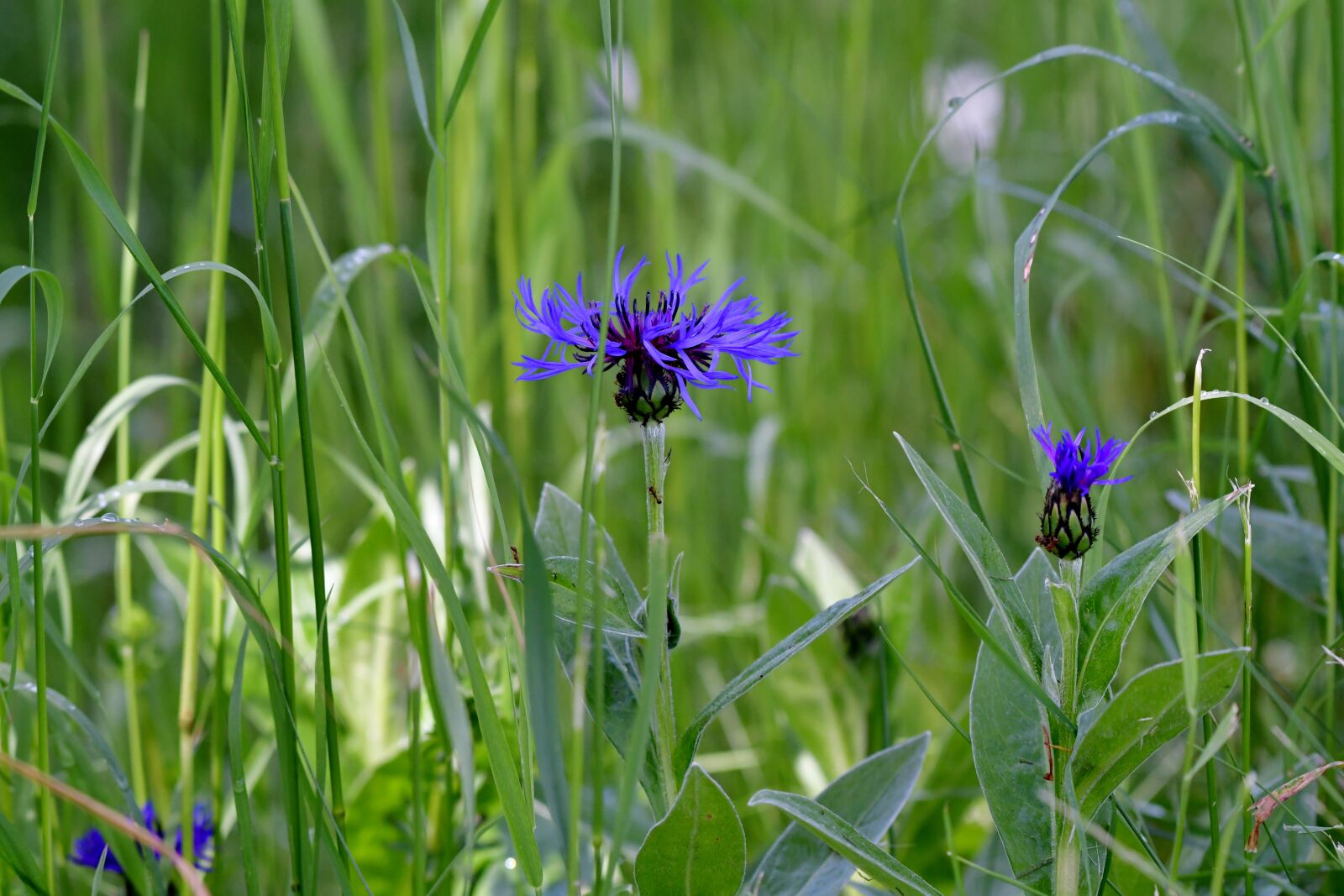 Nikon D500 sample photo. Cornflowers, blue, nature photography