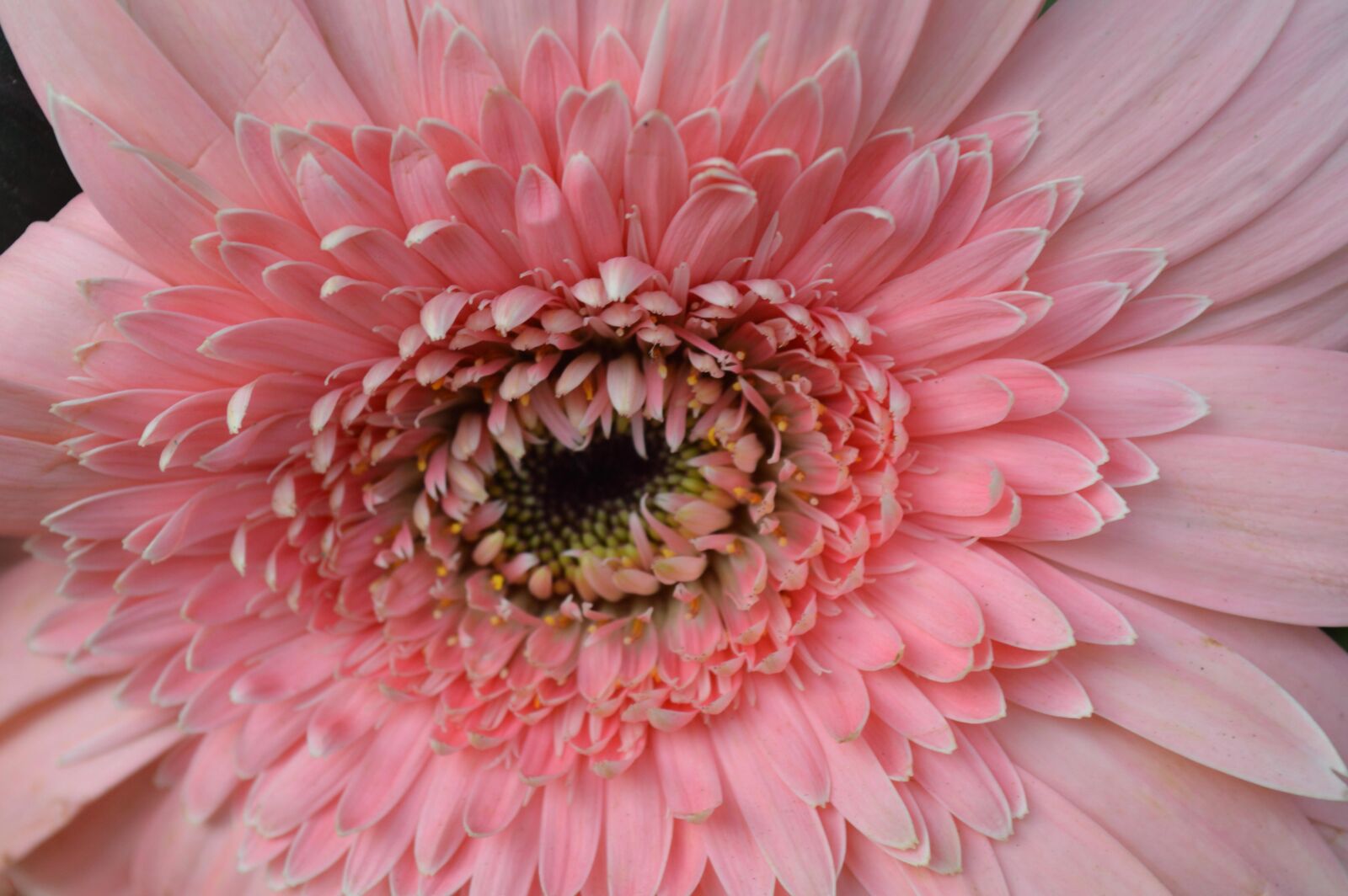Nikon D3200 sample photo. Daisy, pink, flower, petal photography