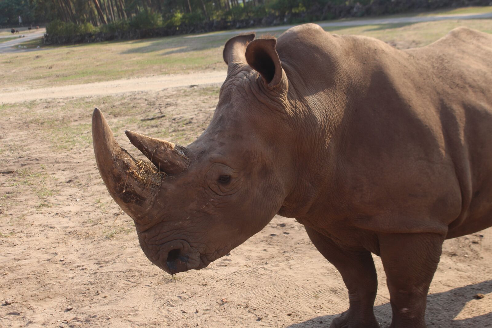 Canon EOS 700D (EOS Rebel T5i / EOS Kiss X7i) sample photo. Rhino, animal, grey photography