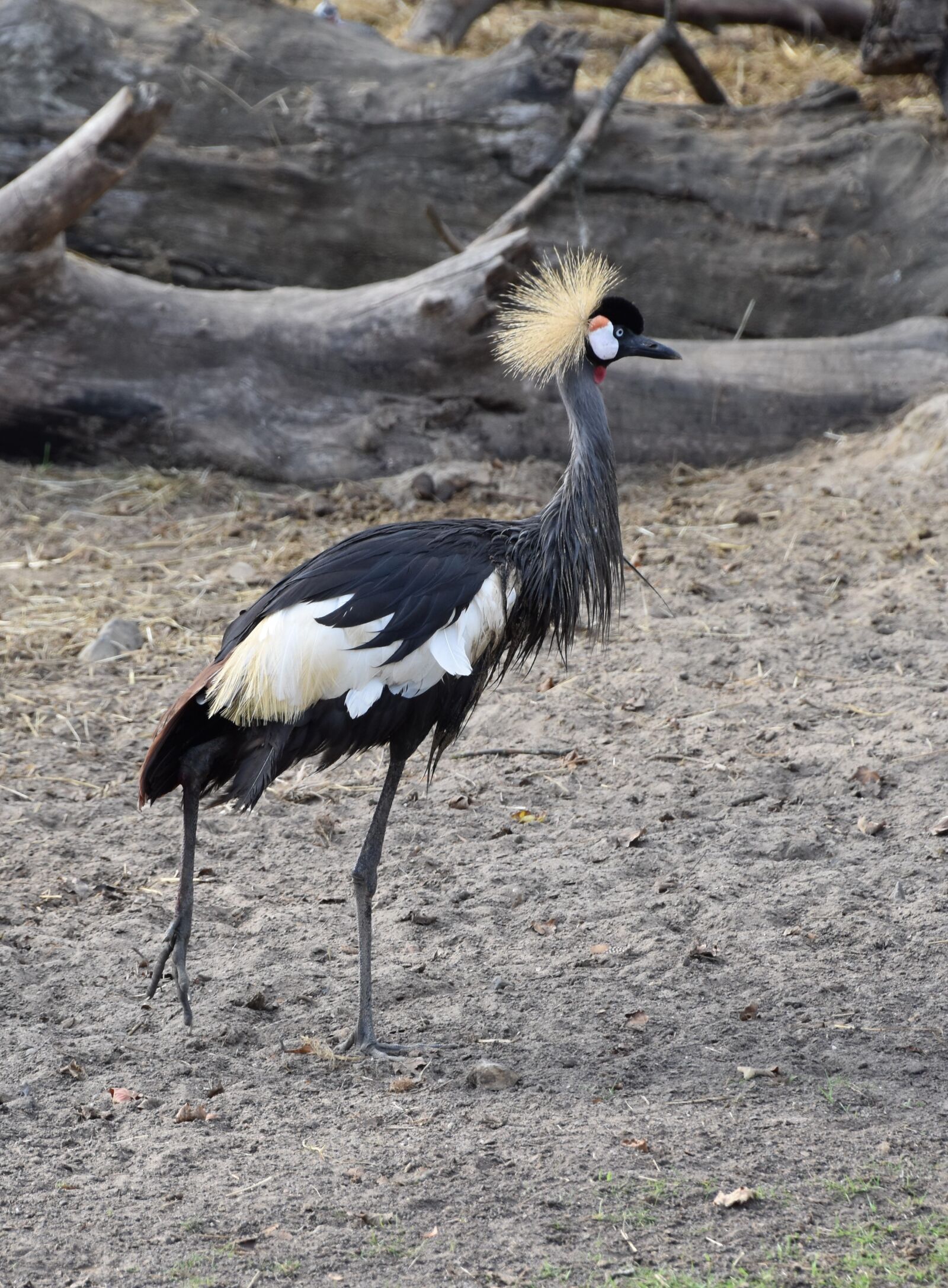 Nikon D5600 sample photo. Crane, bird, nature photography