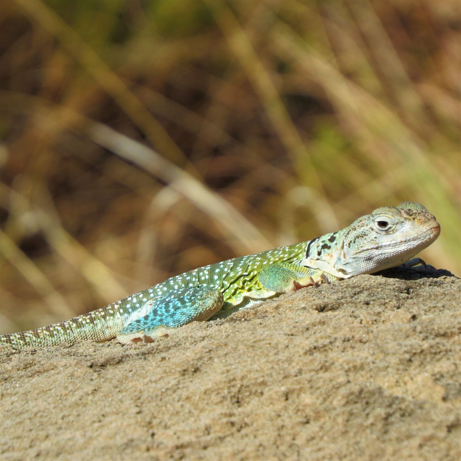Canon PowerShot SX50 HS sample photo. Reptile, lizard, colorful photography