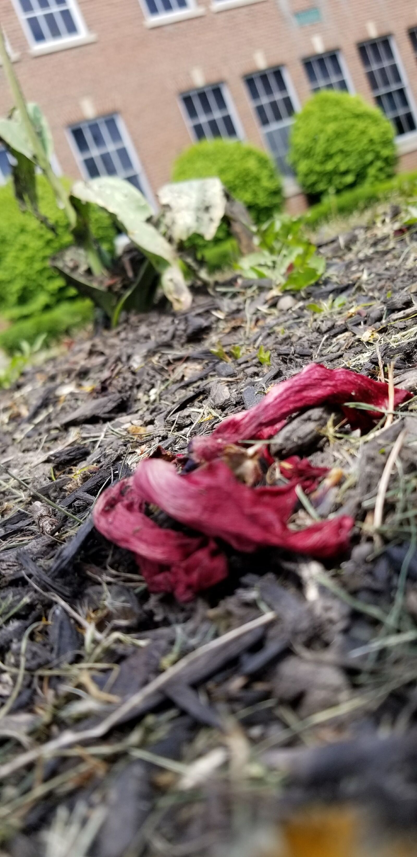 Samsung Galaxy S8 sample photo
