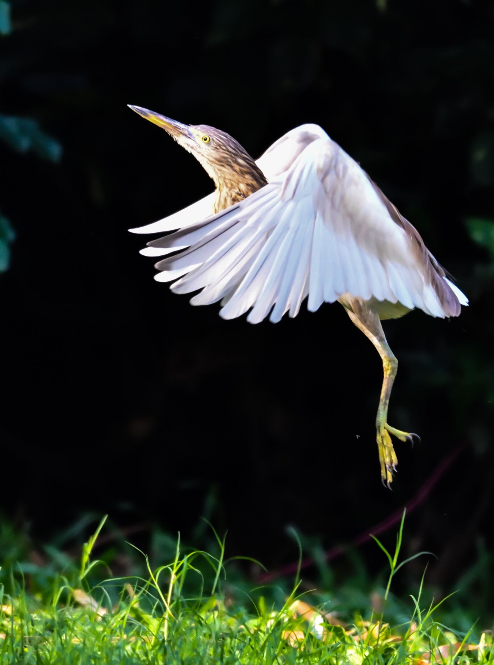 Nikon D850 sample photo. Nature, outdoors, bird photography