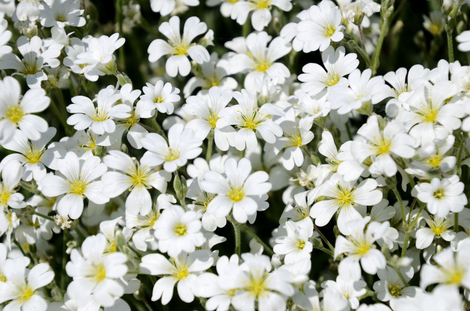 Nikon D7000 sample photo. M zvir g, flower photography