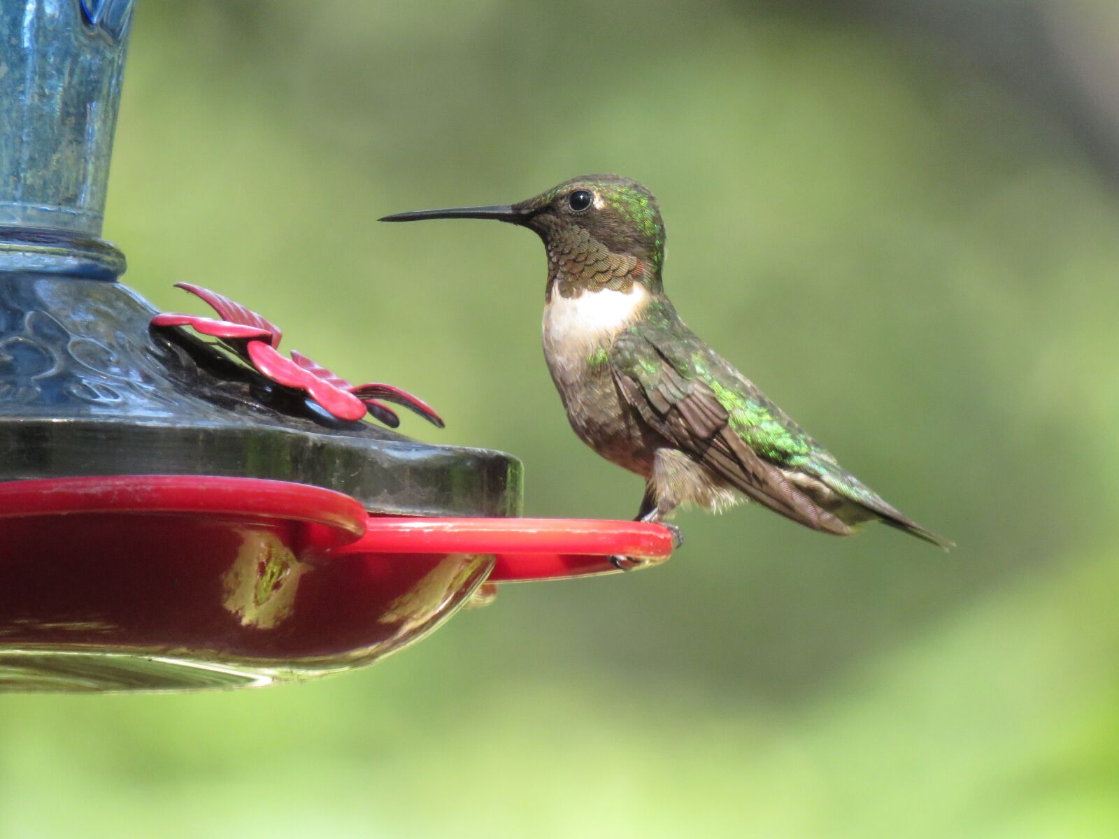 Canon PowerShot SX60 HS sample photo. Bird, hummingbird, colorful photography