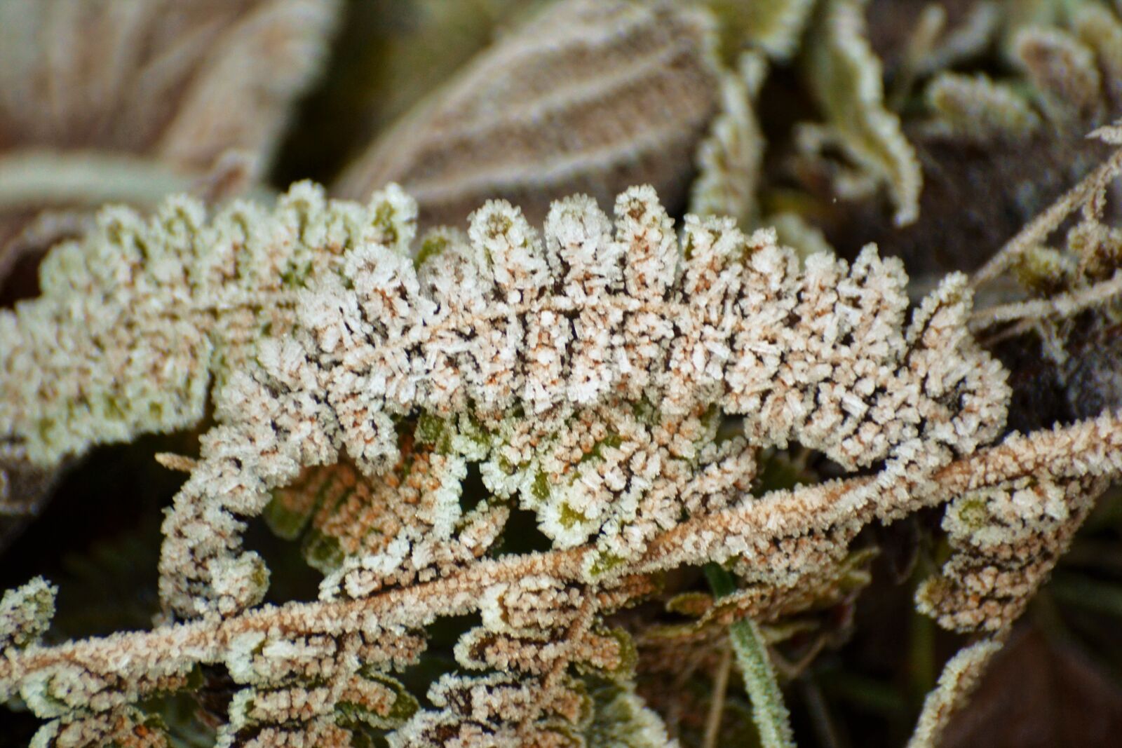 Nikon D3100 sample photo. Cold, fern, frost, frozen photography