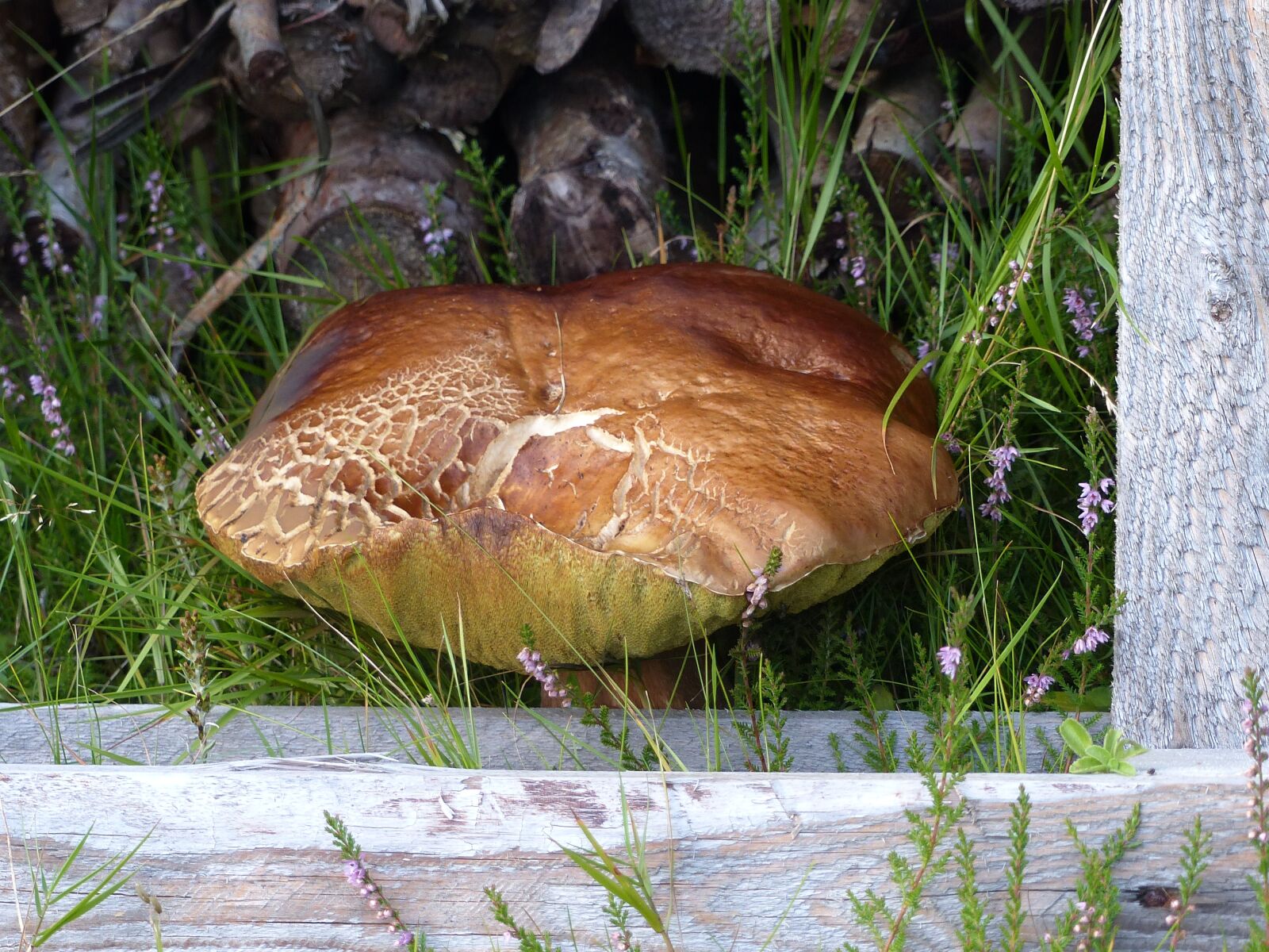Panasonic Lumix DMC-FZ200 sample photo. Mushroom, brown, garden photography
