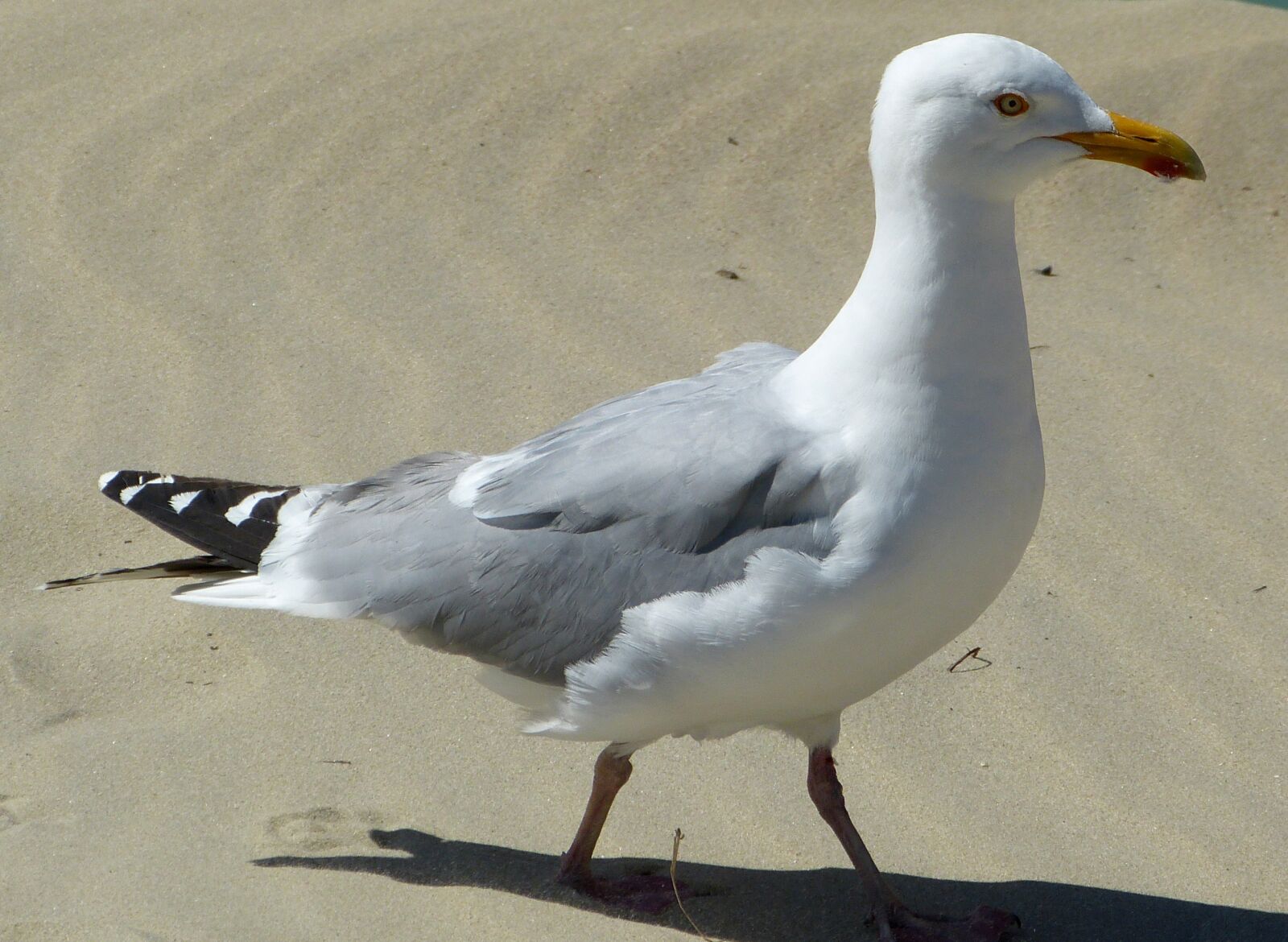 Panasonic Lumix DMC-FZ150 sample photo. Seagull, seevogel, coast photography