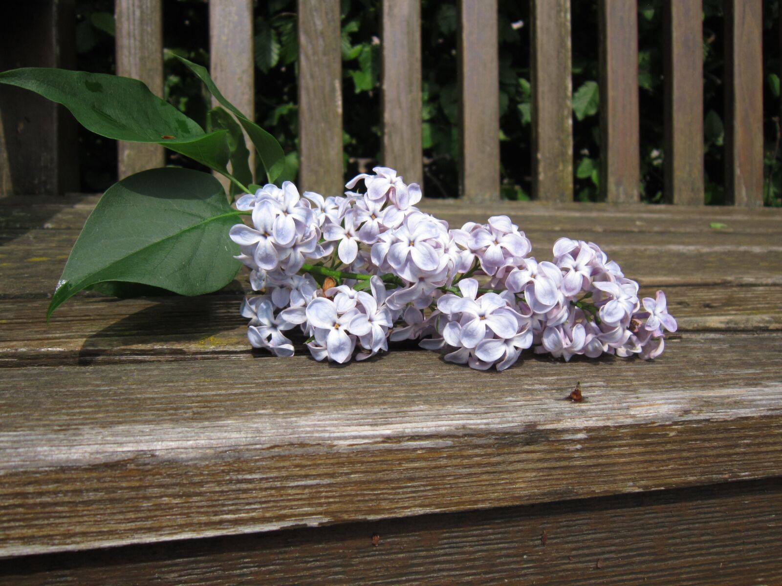 Canon PowerShot A3200 IS sample photo. Lilac, decorative, lilac flower photography