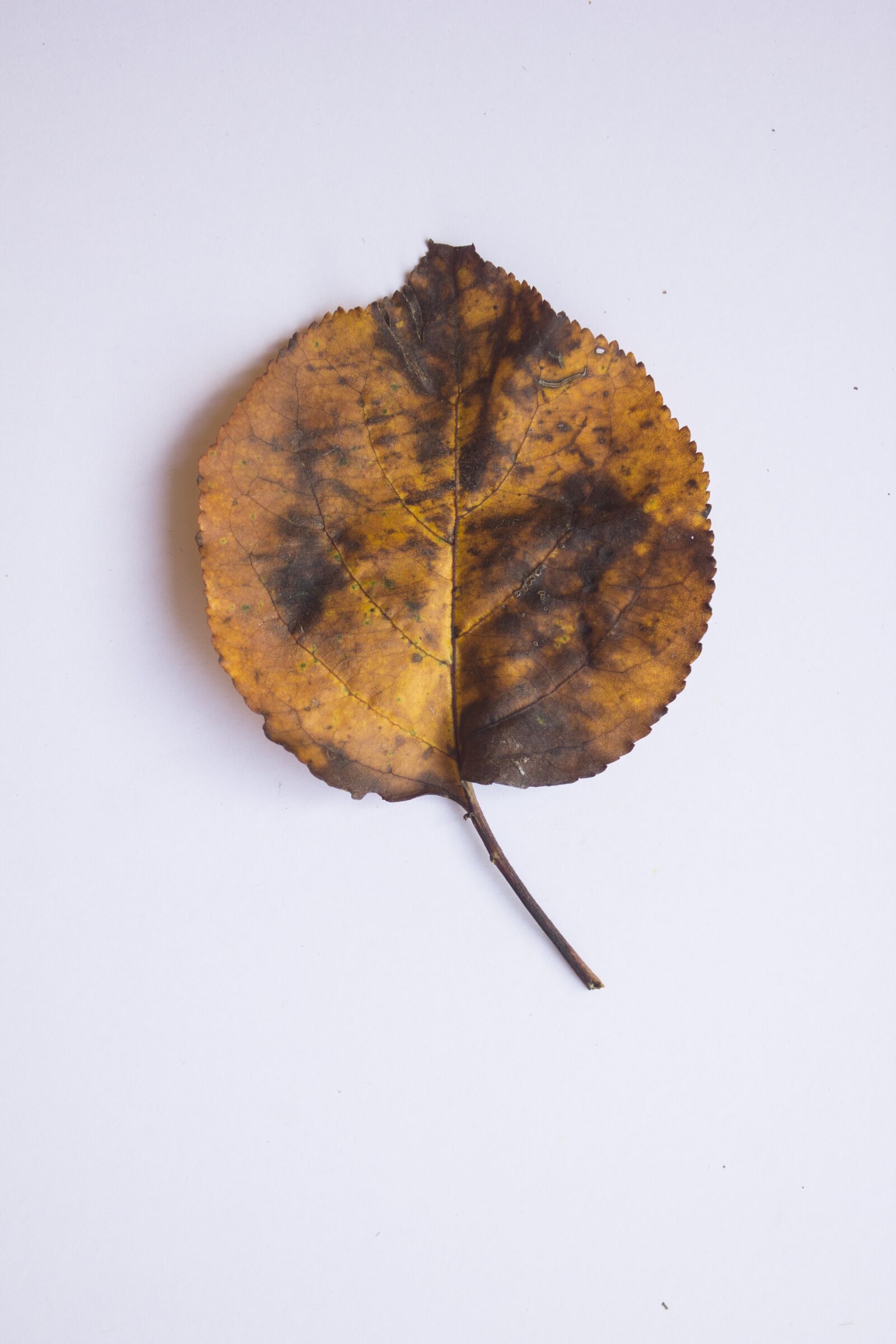 Canon EOS 550D (EOS Rebel T2i / EOS Kiss X4) sample photo. Leaf, autumn, colors photography