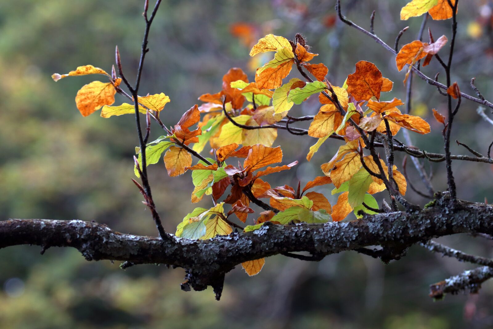 Canon EOS 80D sample photo. Autumn, leaves, beech photography