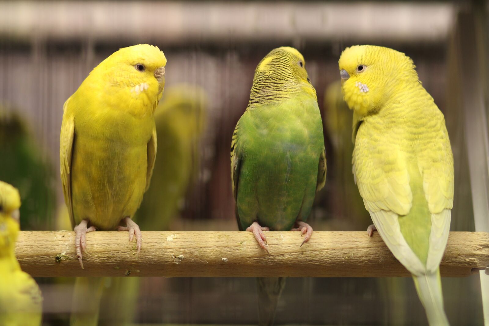 Canon EOS 700D (EOS Rebel T5i / EOS Kiss X7i) + Canon EF 85mm F1.8 USM sample photo. Parrots, love, green photography