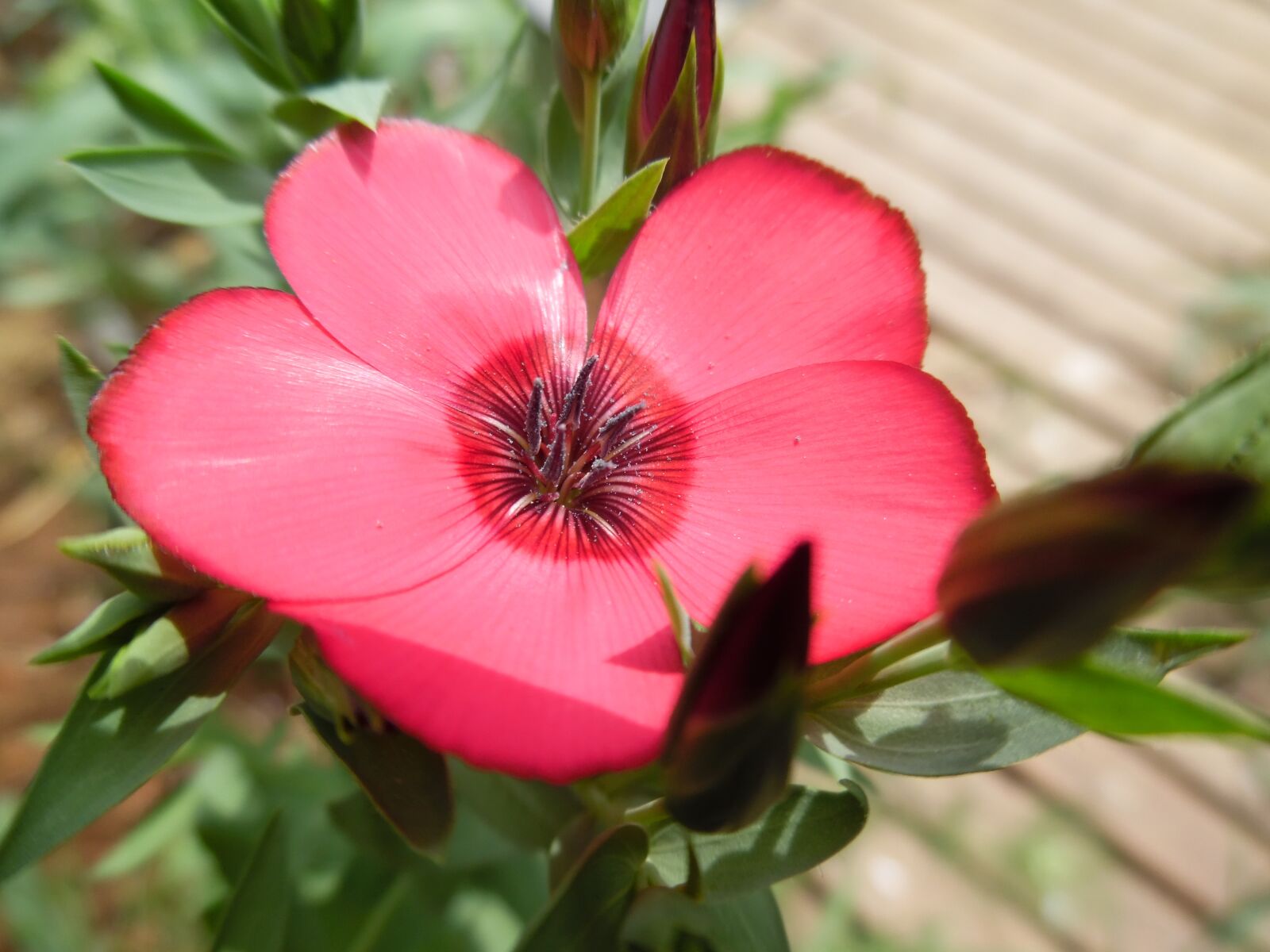 Samsung WB50F/WB51F/WB52F sample photo. Poppy, corn poppy, flower photography